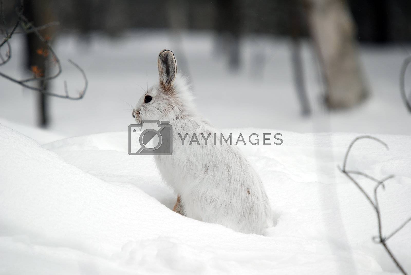 Royalty free image of Snowshoe Hare by nialat