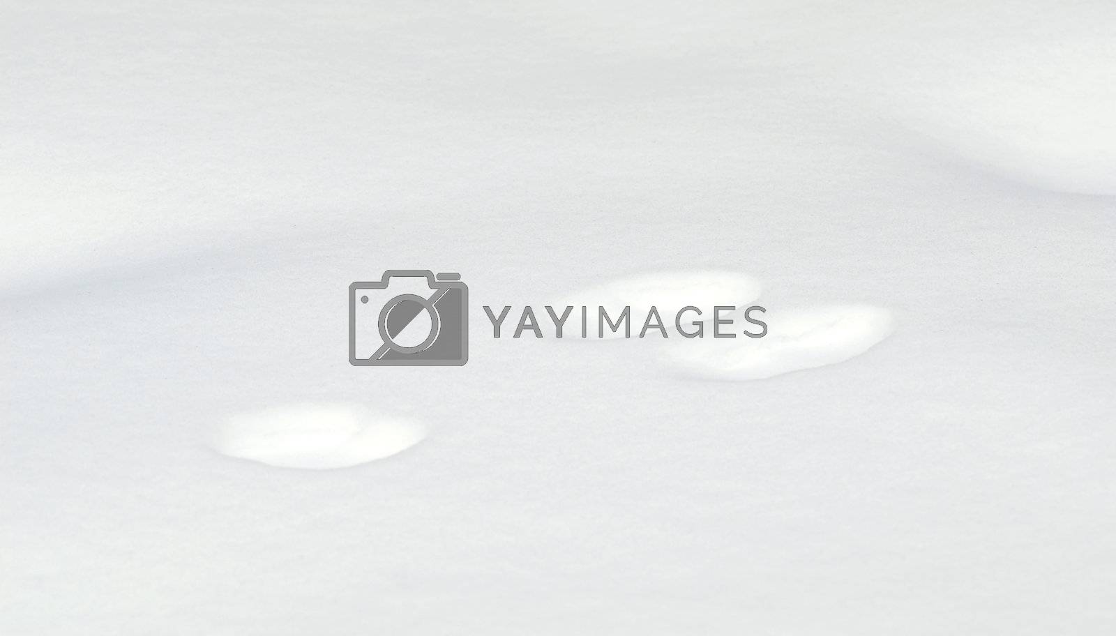 Royalty free image of Snowshoe Hare Tracks by nialat