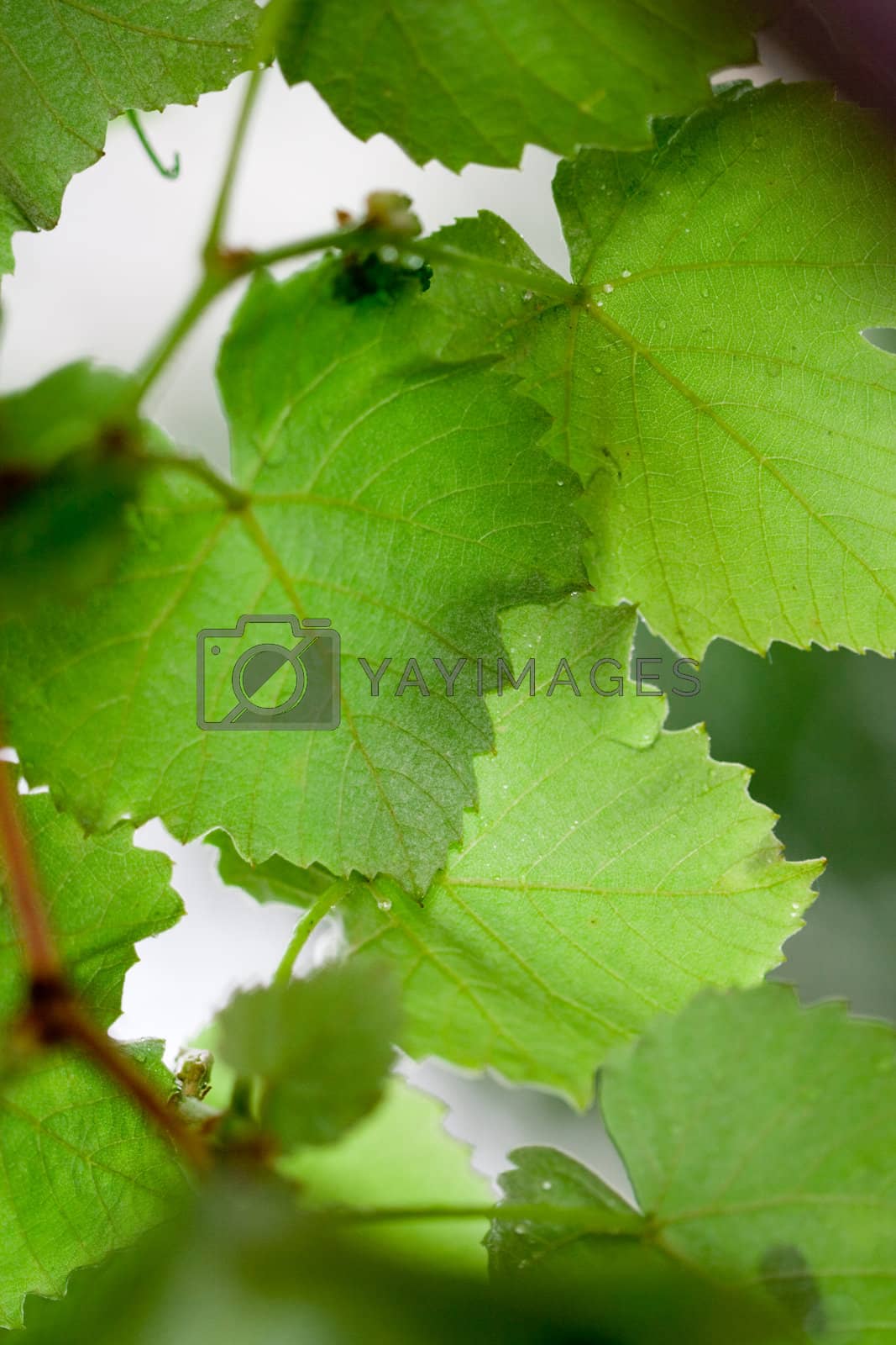 Royalty free image of grren leaves by marylooo