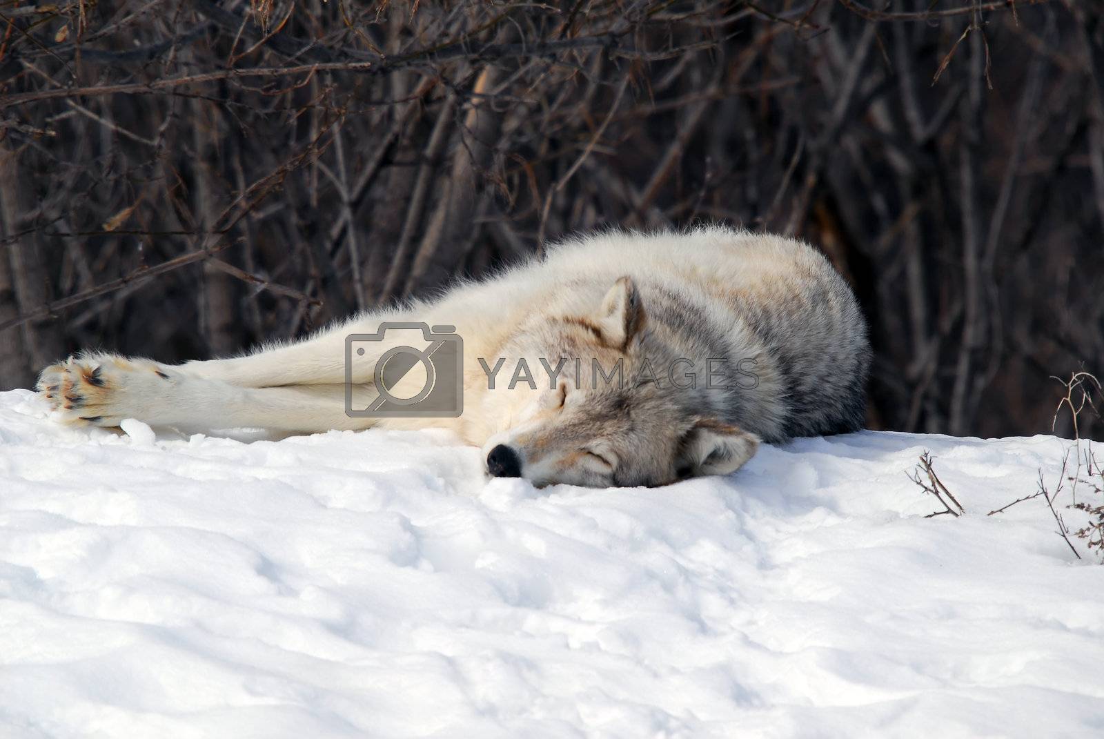 Royalty free image of Gray Wolf by nialat