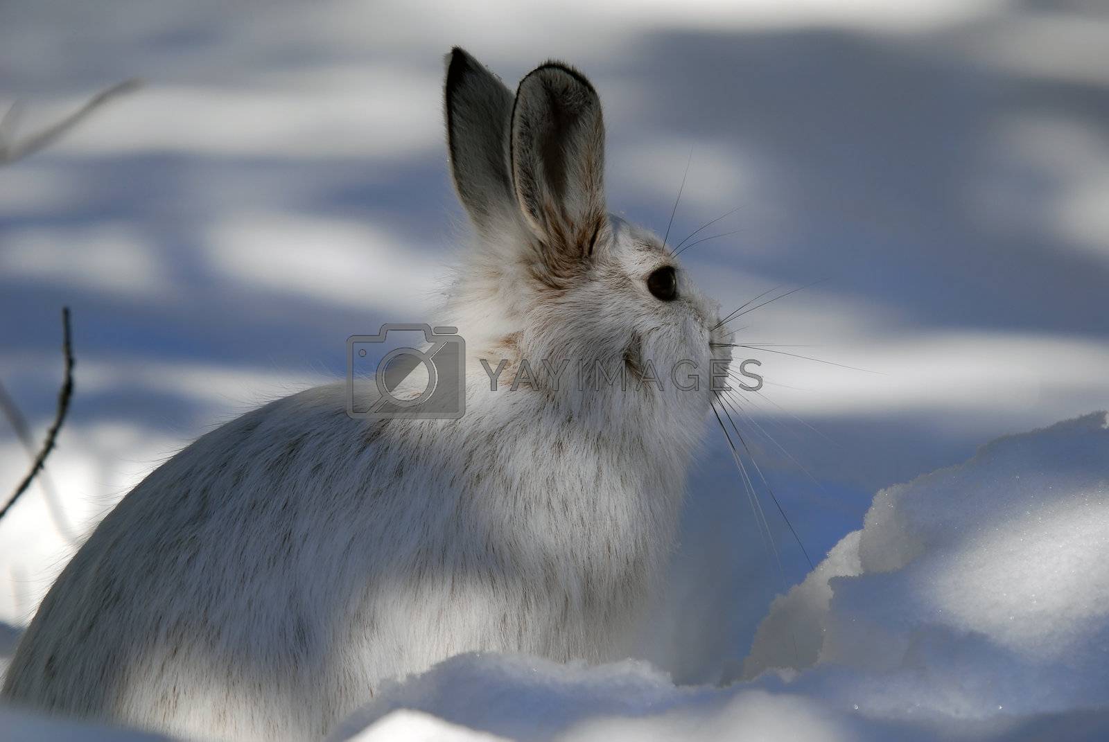 Royalty free image of Snowshoe Hare by nialat