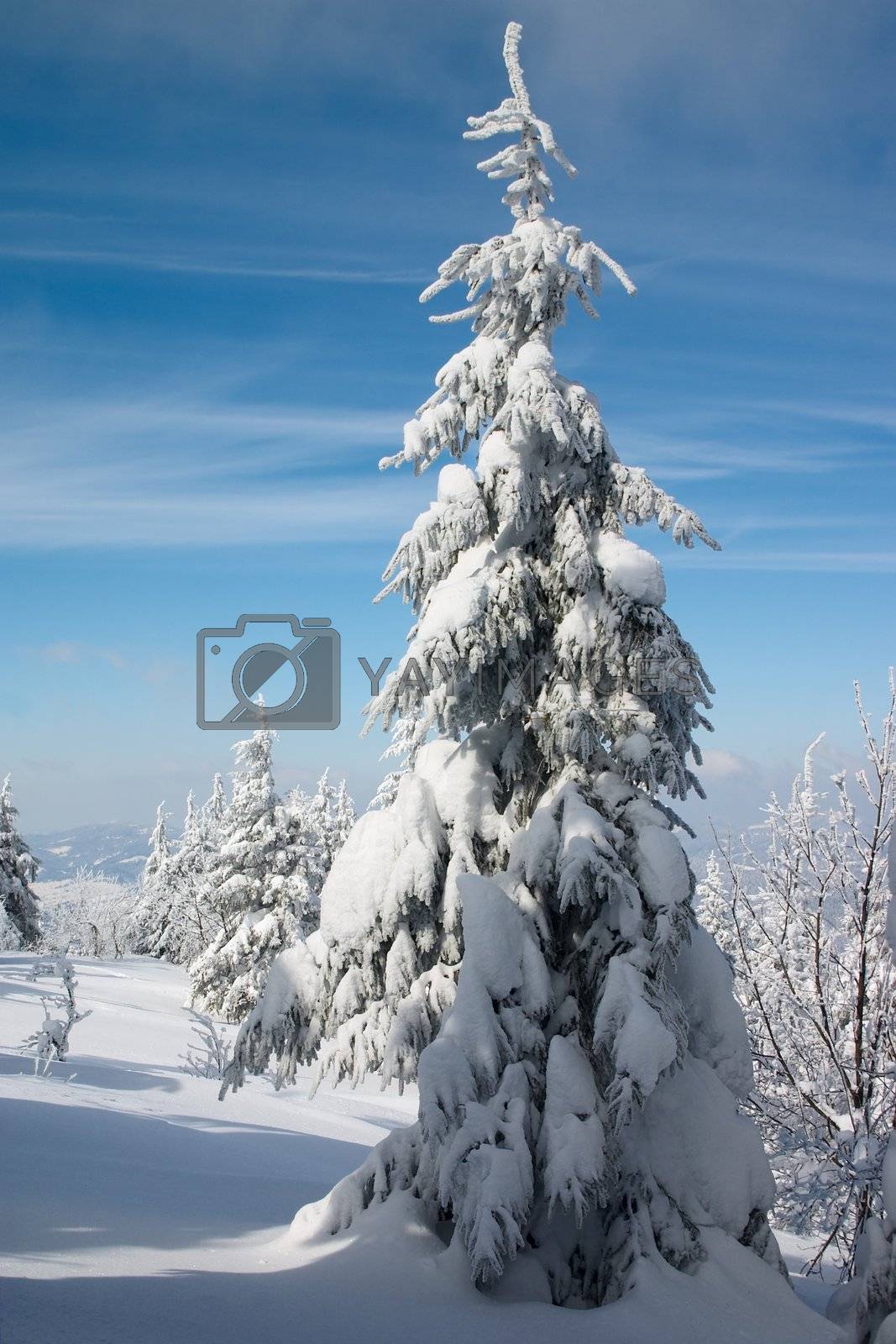 Royalty free image of snowy fir tree in winter mountains by Ukrainian
