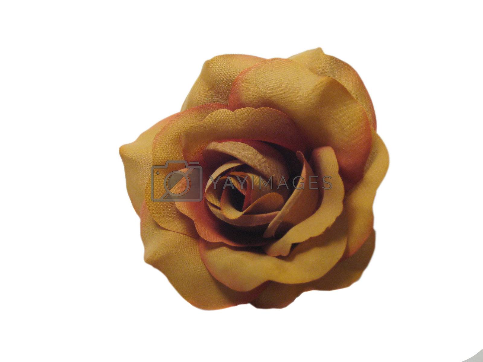Royalty free image of Cloth Rose by jclardy