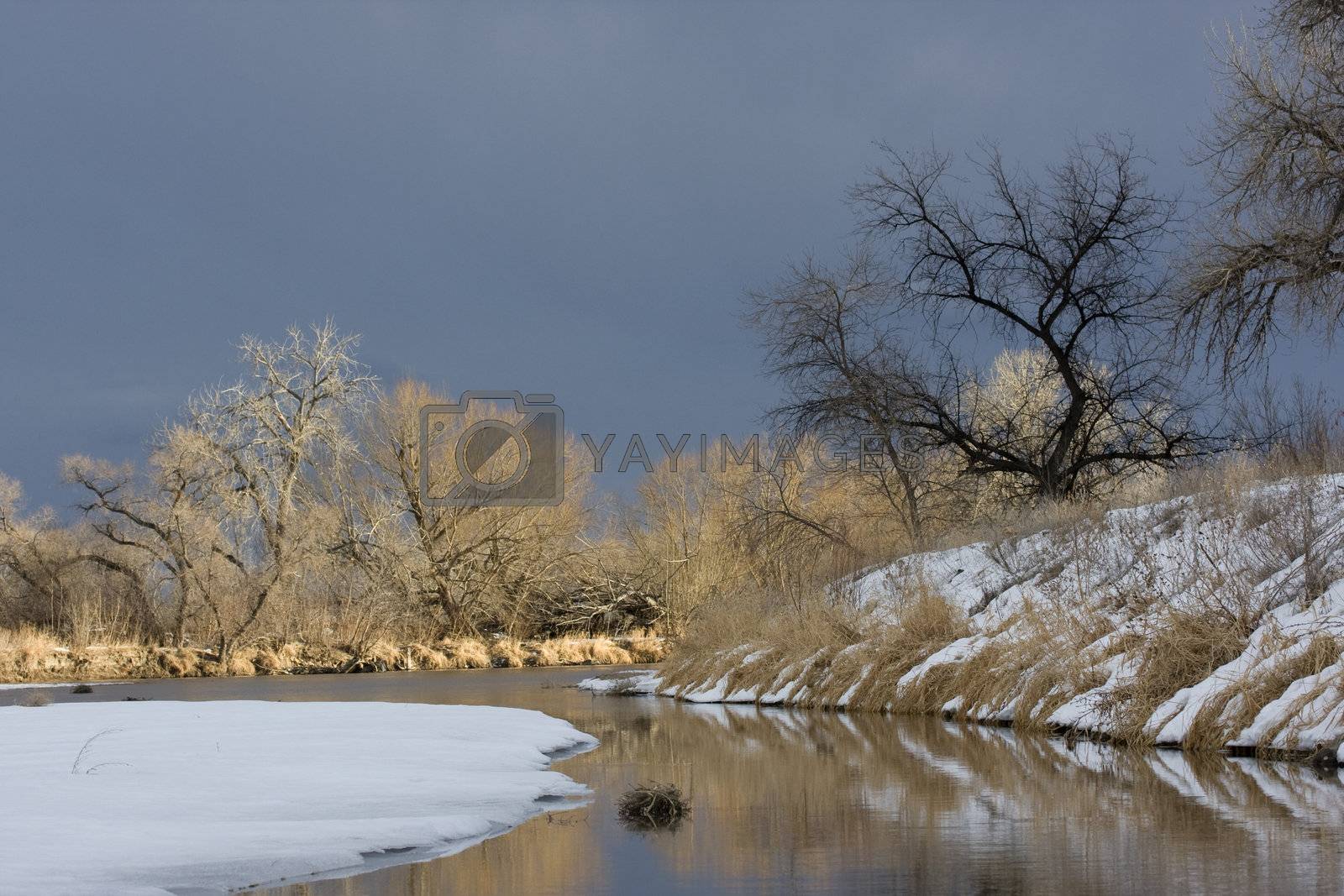 Royalty free image of Riparian forest along a river in Colorado prairies by PixelsAway