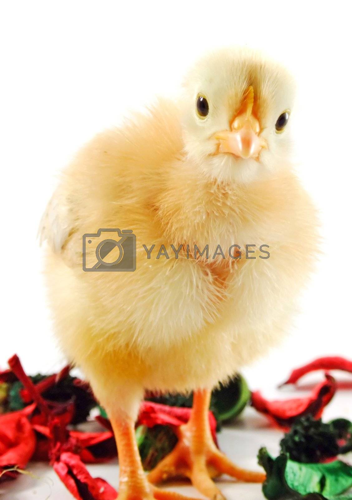 Royalty free image of Baby chicken by PauloResende