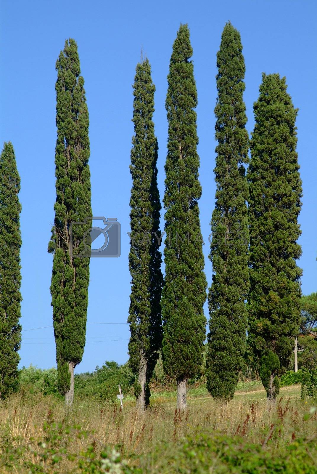 Royalty free image of zypresse 6 | 6 cypresses  by fotofritz