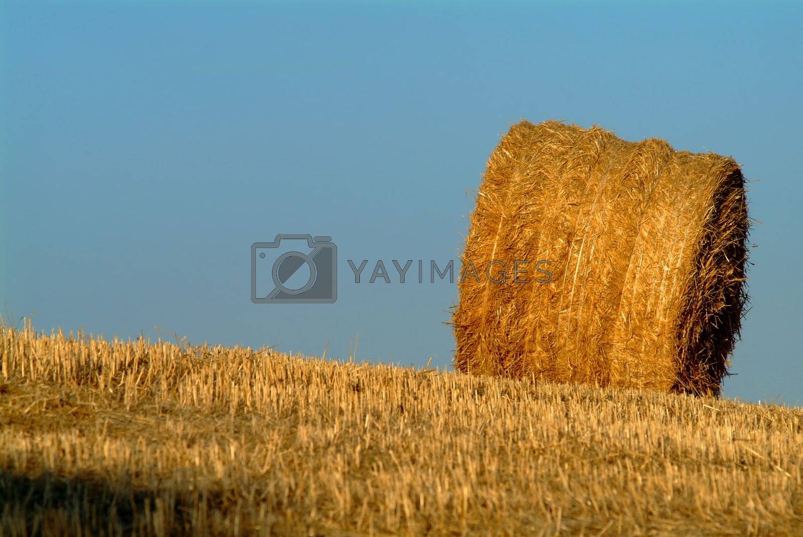 Royalty free image of strohballen | straw bale by fotofritz