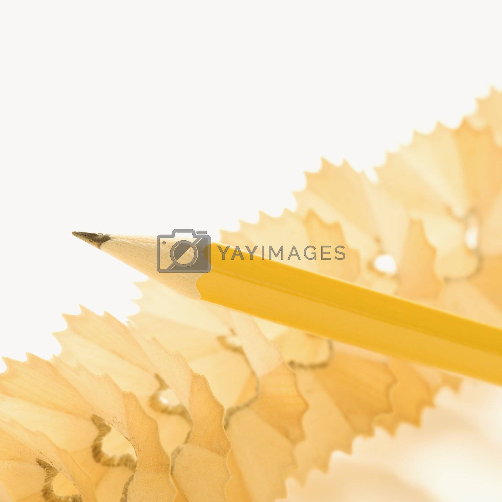 Royalty free image of Pencil and shavings. by iofoto