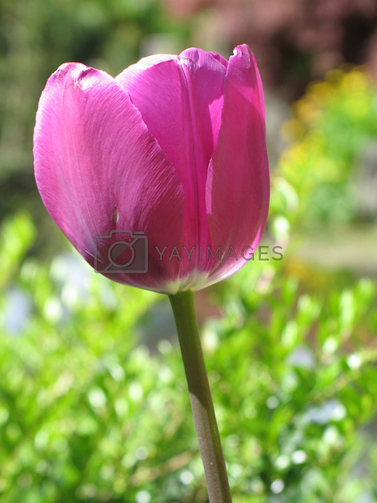 Royalty free image of purple tulips by mmm