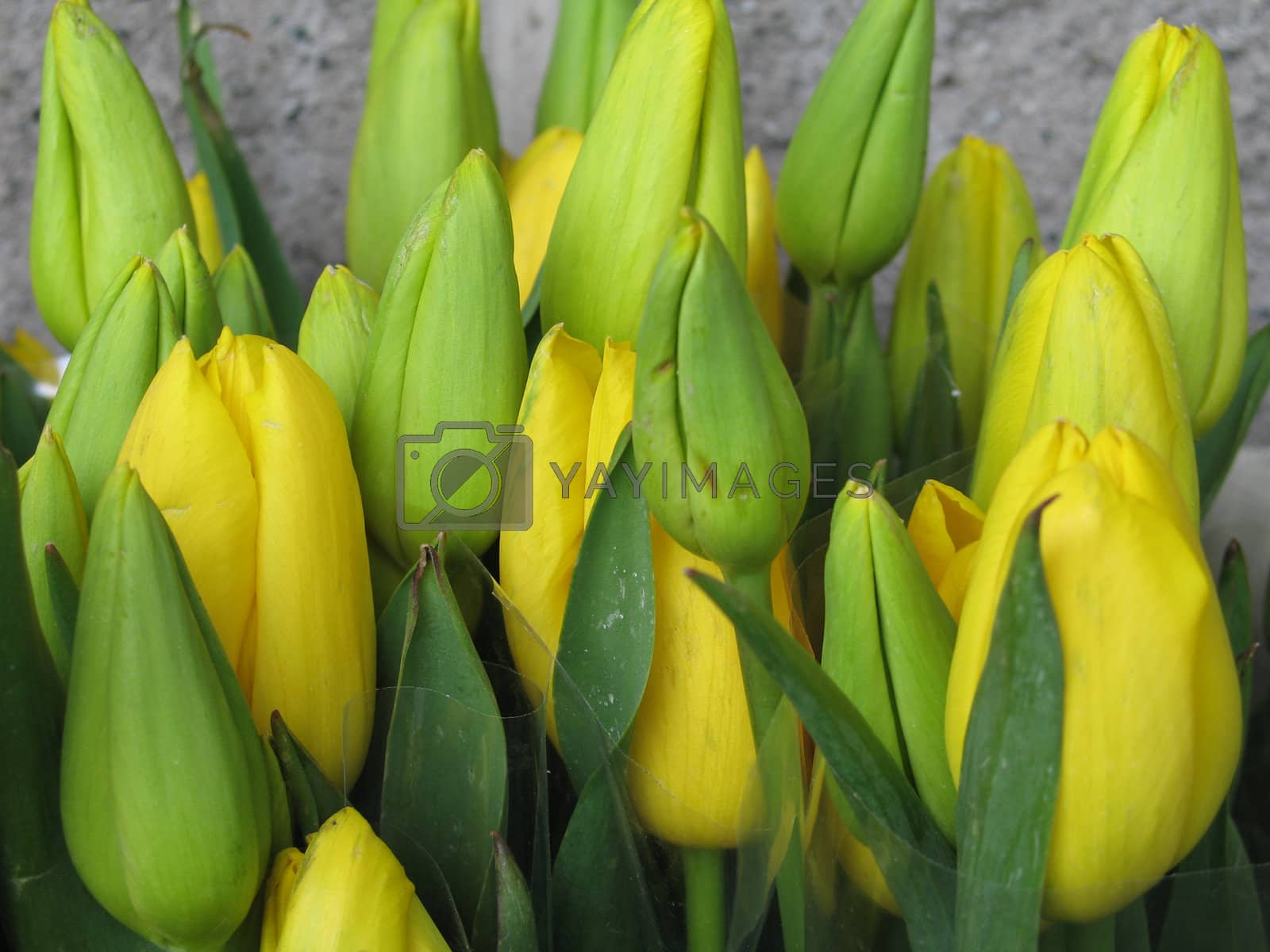 Royalty free image of yellow tulips by mmm