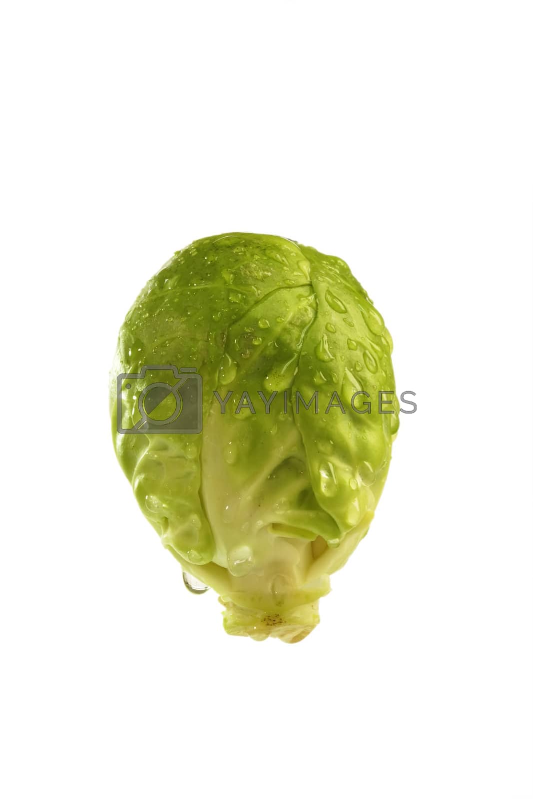 Royalty free image of Brussel Sprout by Teamarbeit