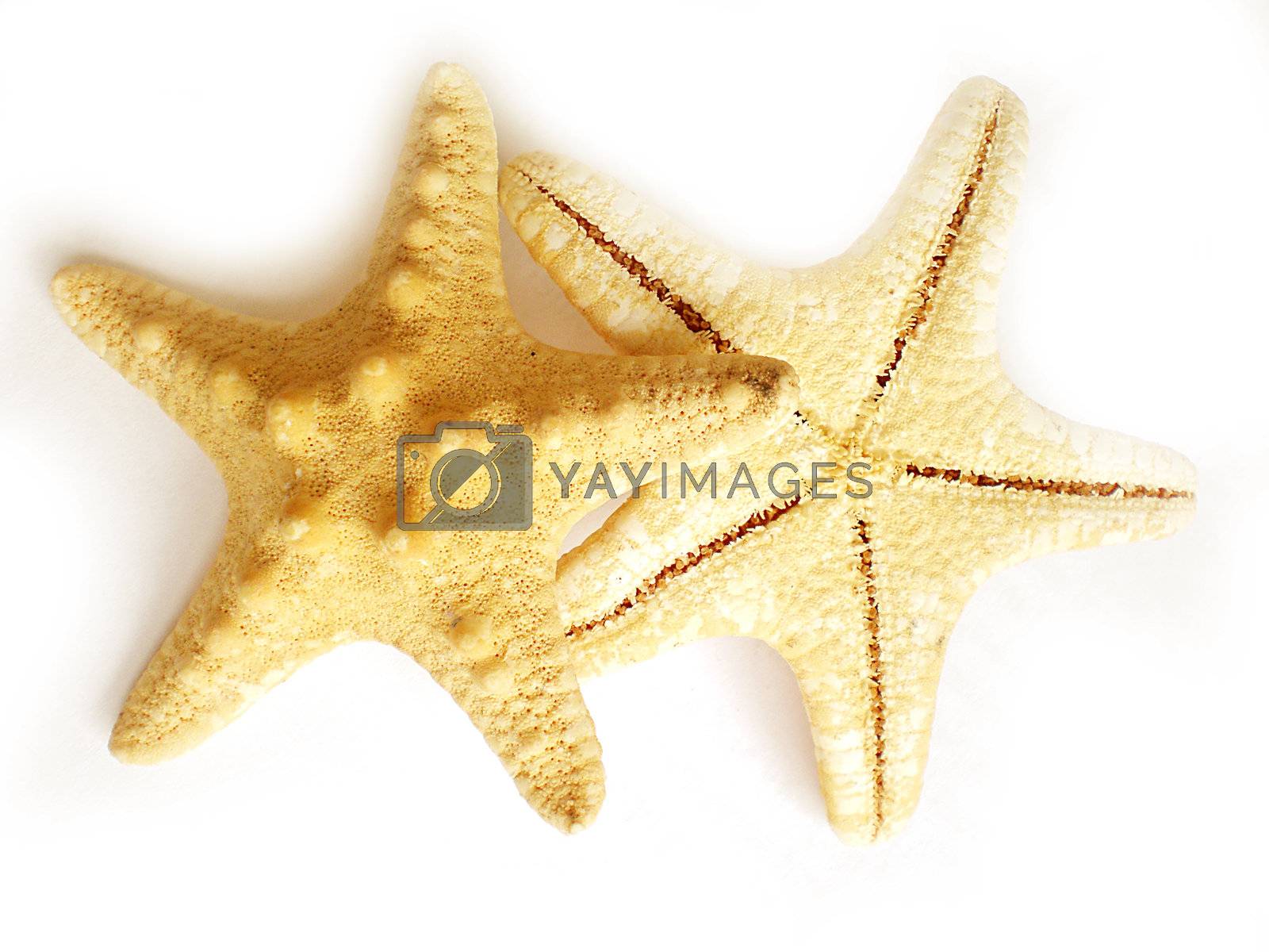 Royalty free image of starfish by Dessie_bg