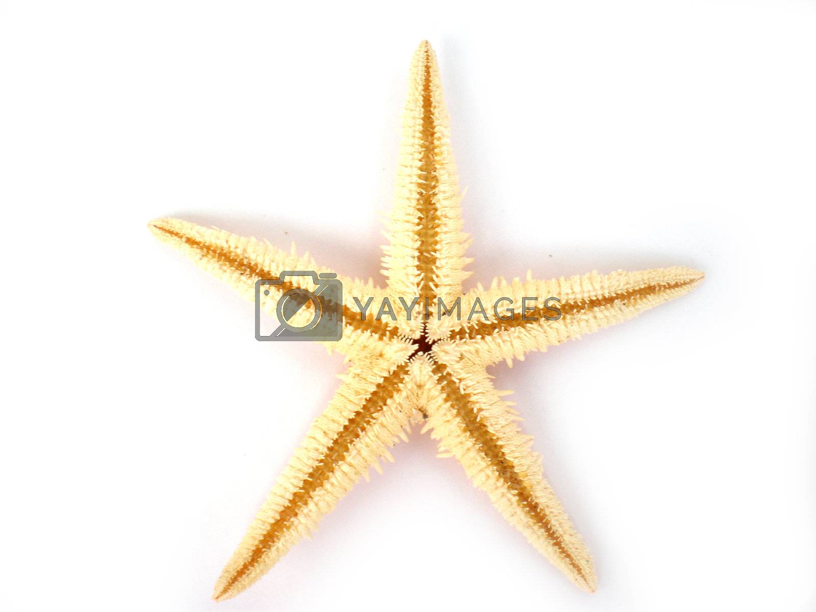 Royalty free image of starfish isolated on white background by Dessie_bg