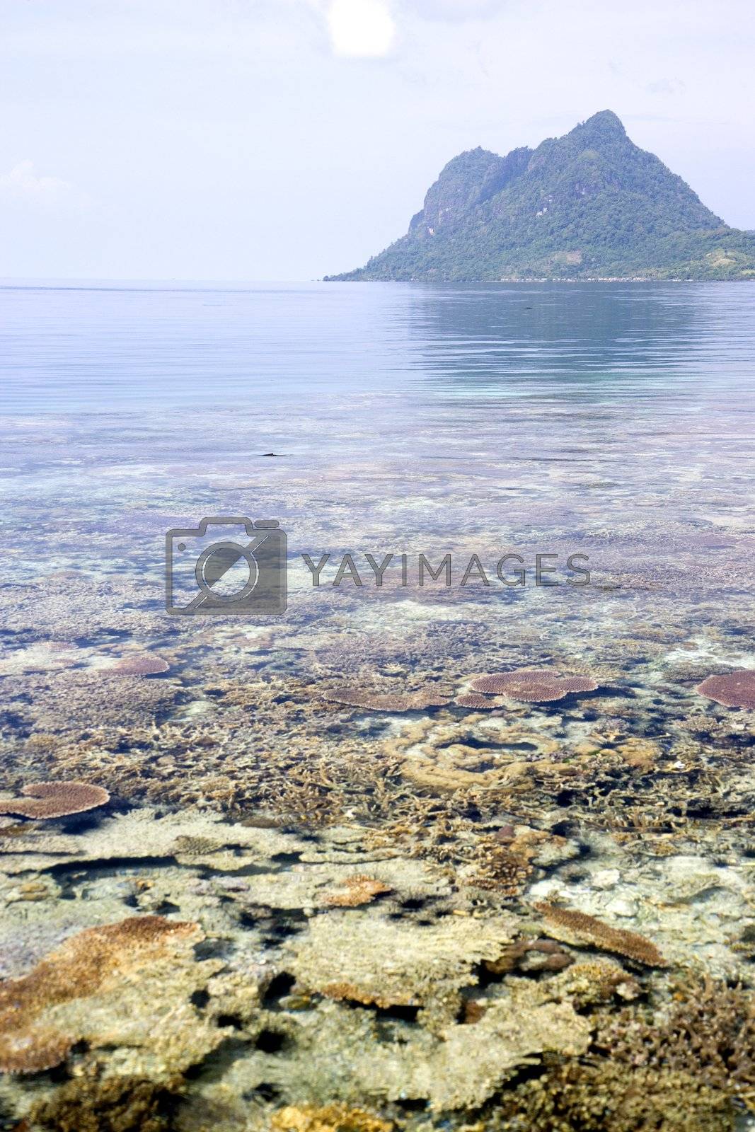 Royalty free image of Coral Reef and Island by shariffc