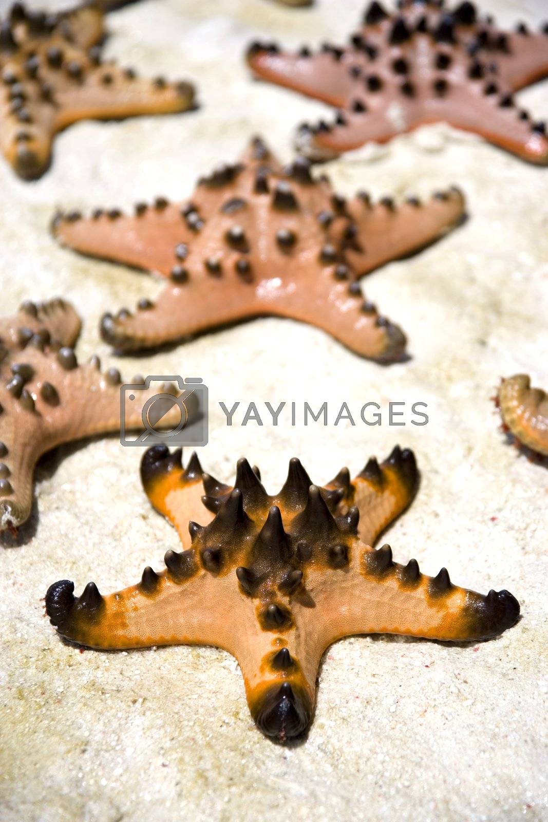 Royalty free image of Live Starfish Stranded on Sand by shariffc