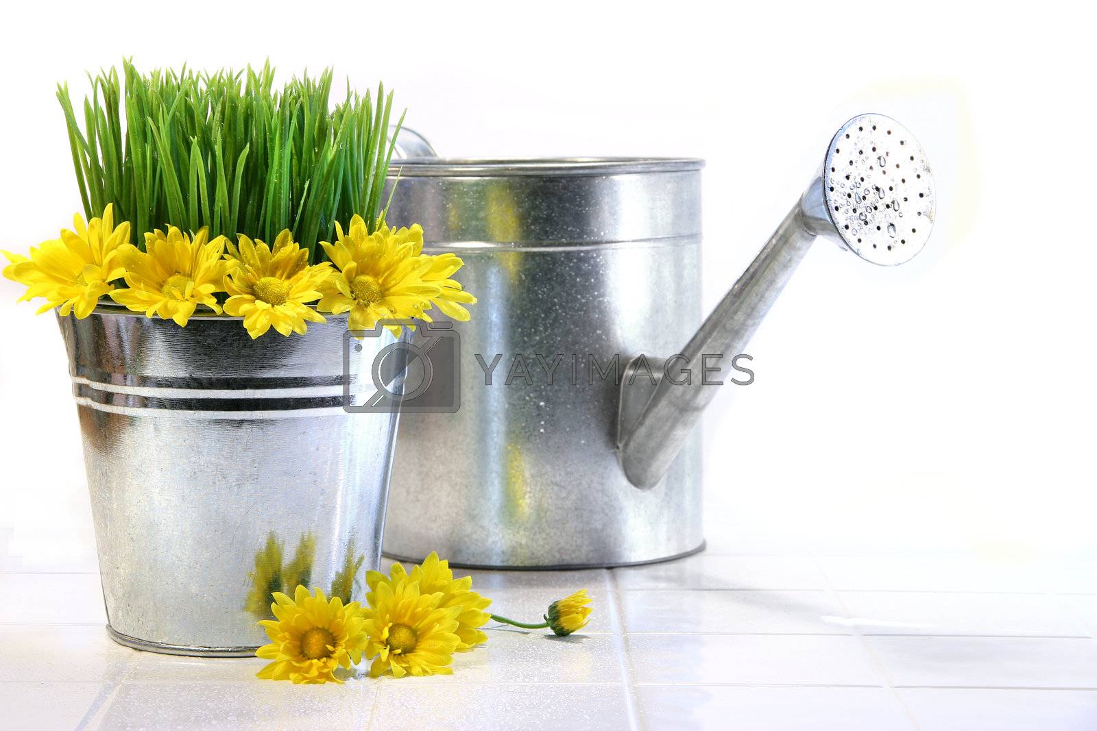 Royalty free image of Garden pot with grass, daisies and watering can  by Sandralise