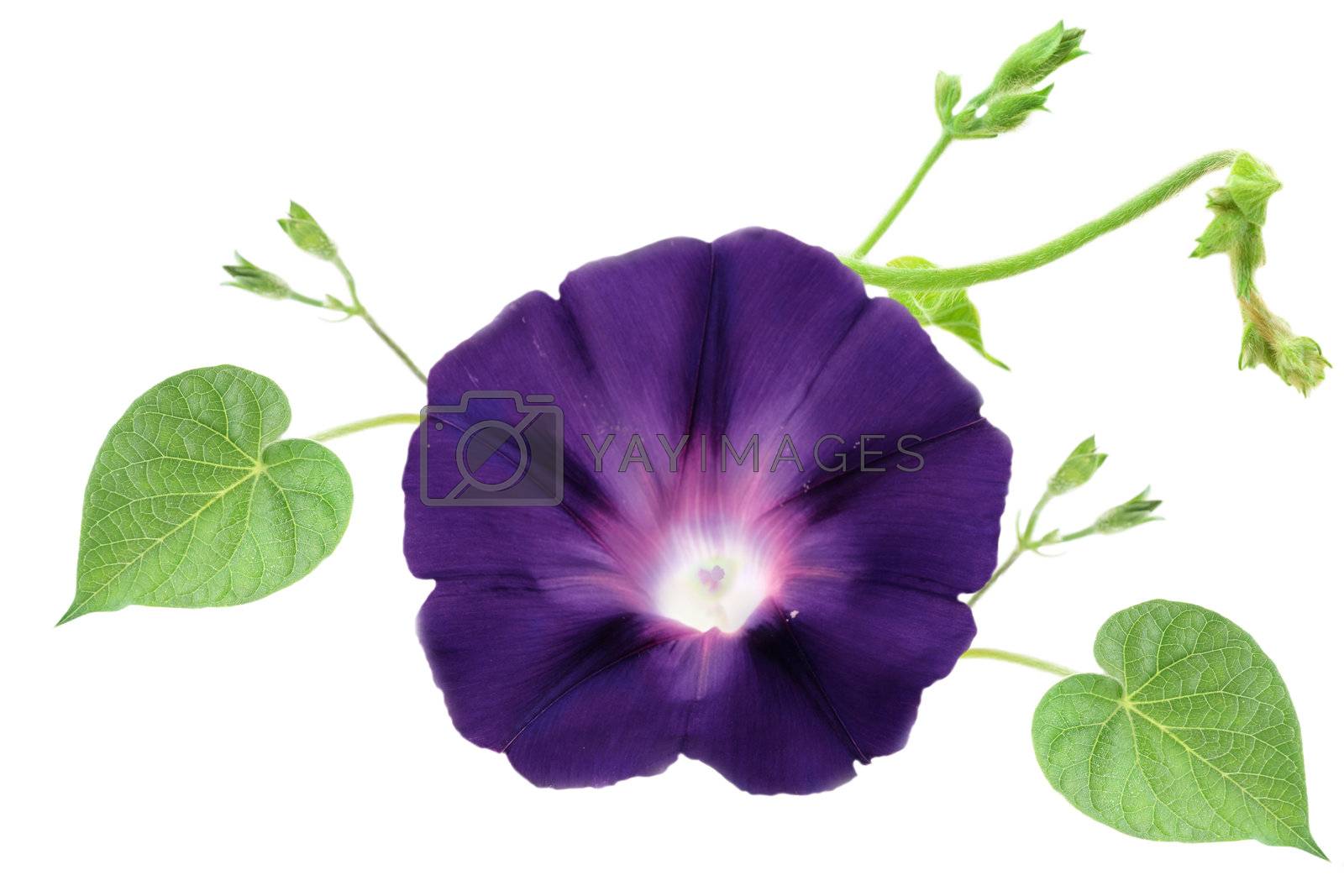 Royalty free image of Isolated Morning Glory by StephanieFrey