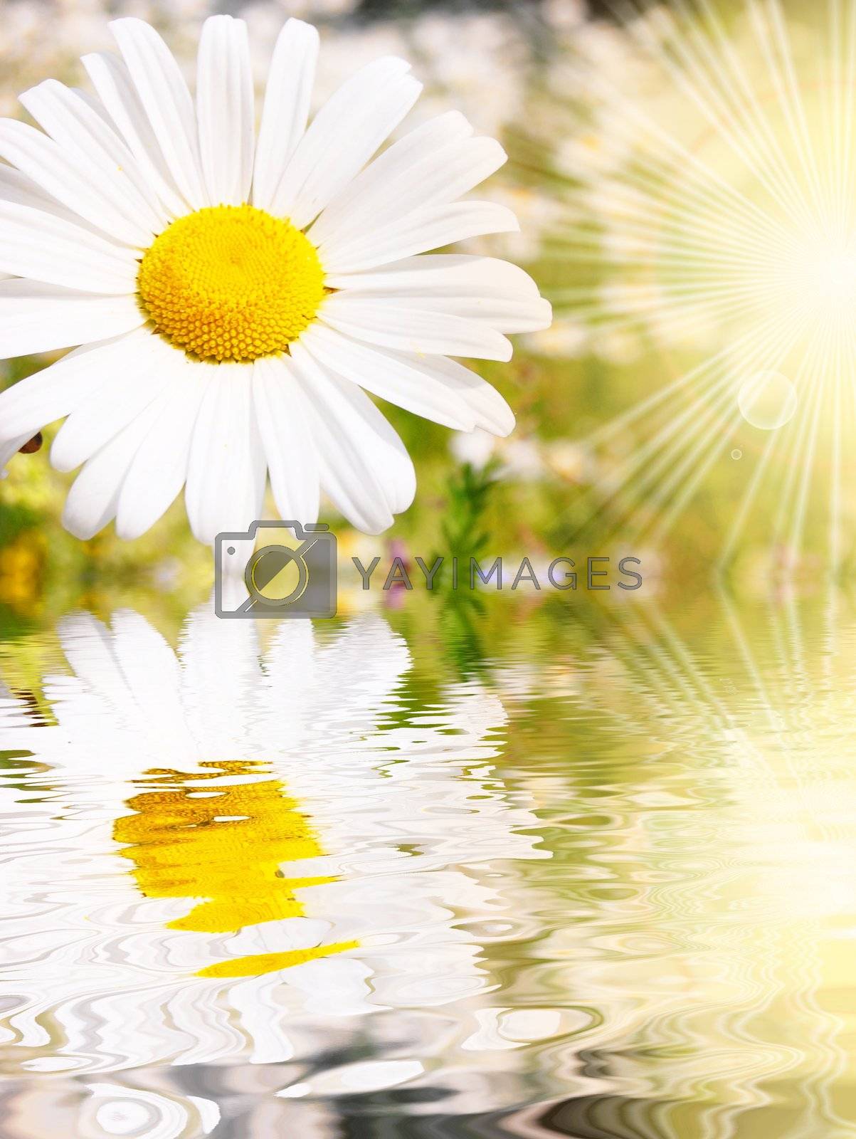 Royalty free image of flowers by gunnar3000