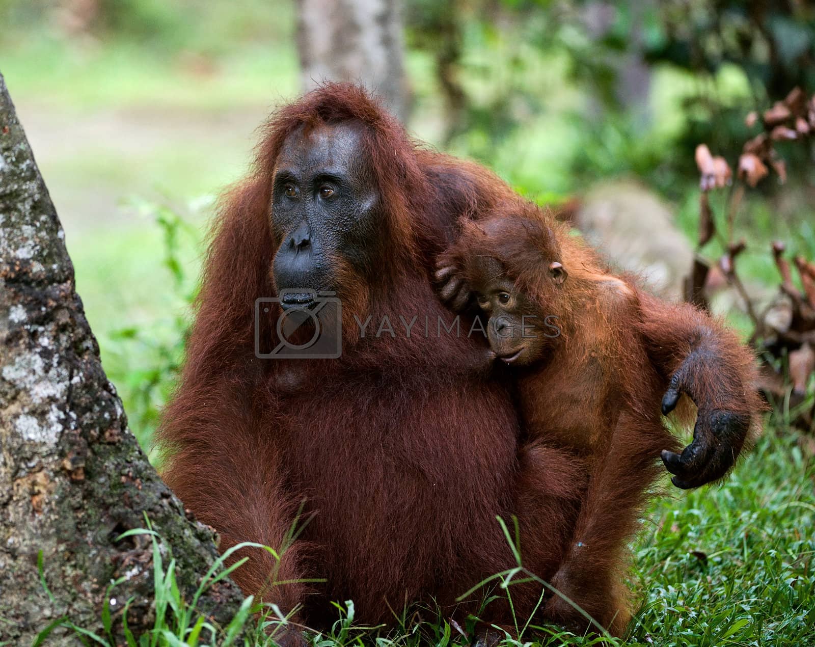 Royalty free image of The orangutan Mum with a cub by SURZ