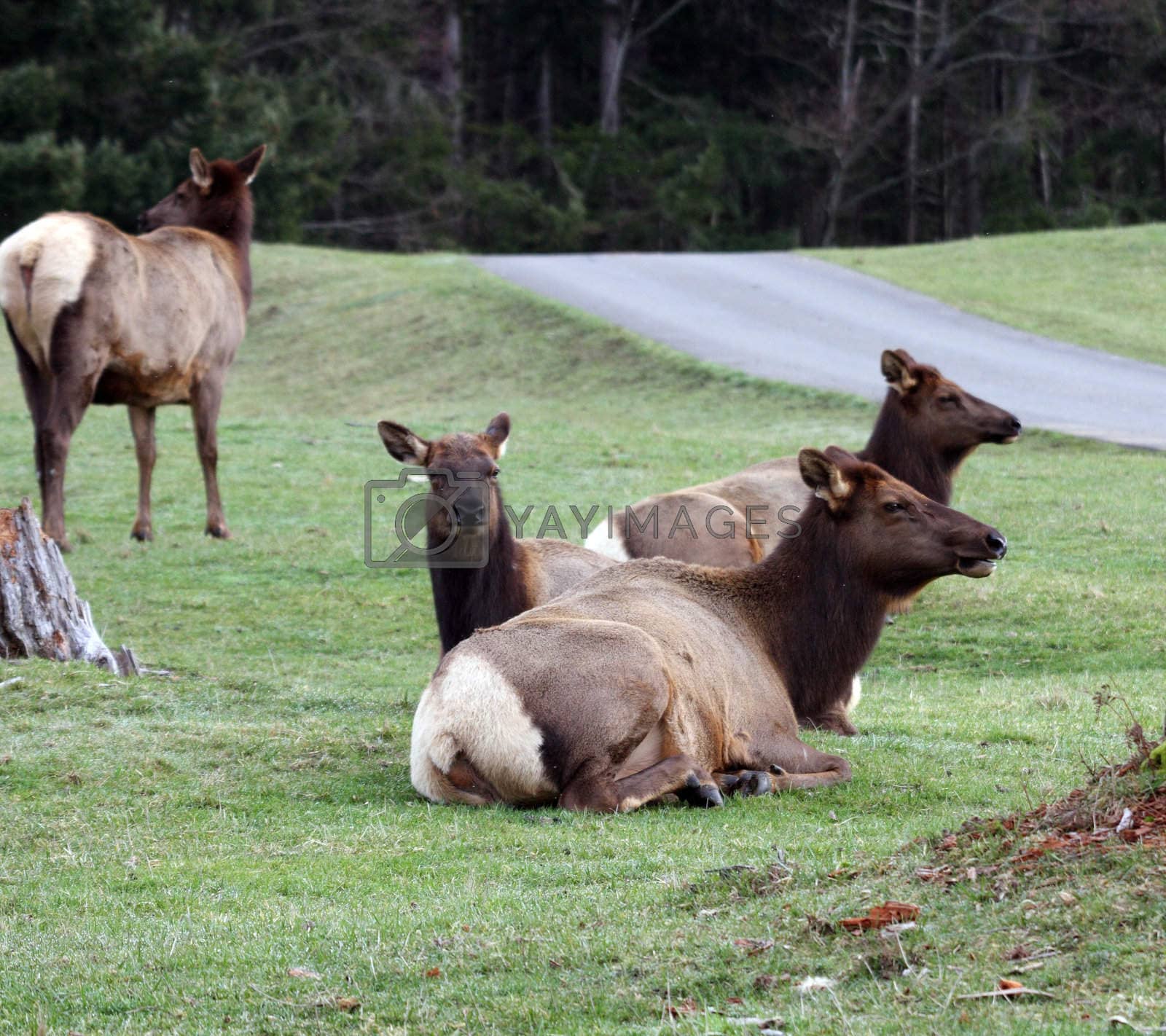 Royalty free image of Elk.  Photo taken at Northwest Trek Wildlife Park, WA. by sandsphoto