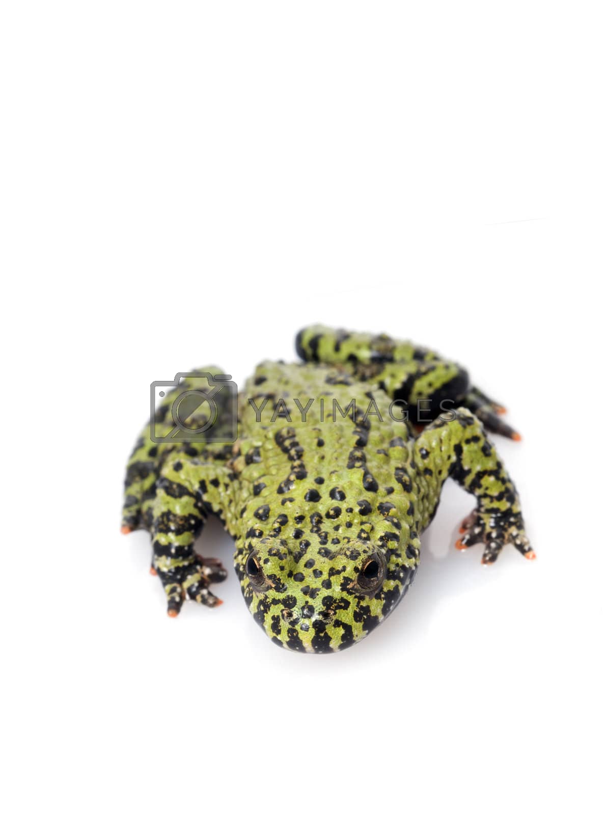 Royalty free image of Fire Belly Toad by Njean