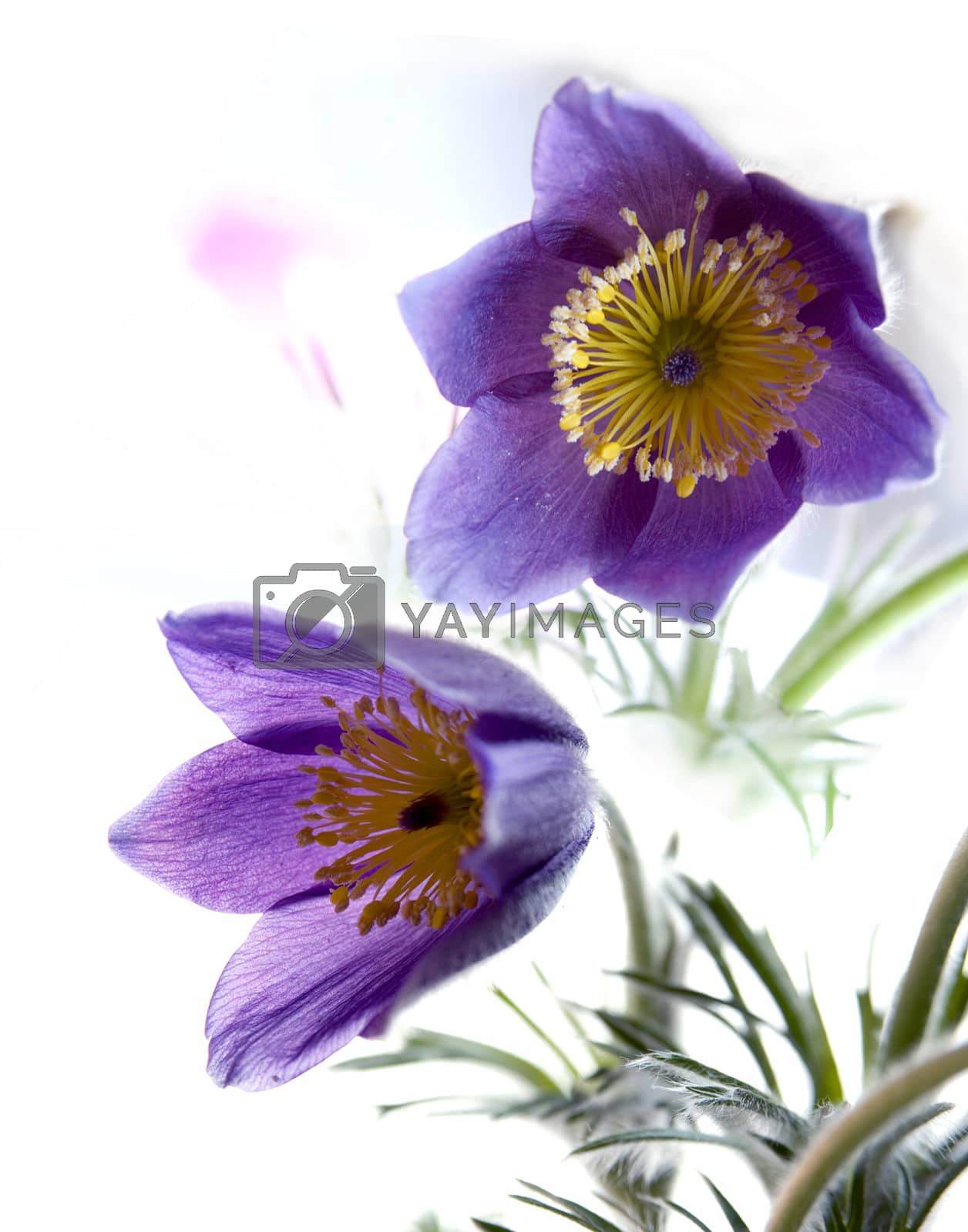 Royalty free image of pasque-flower close-up by efka