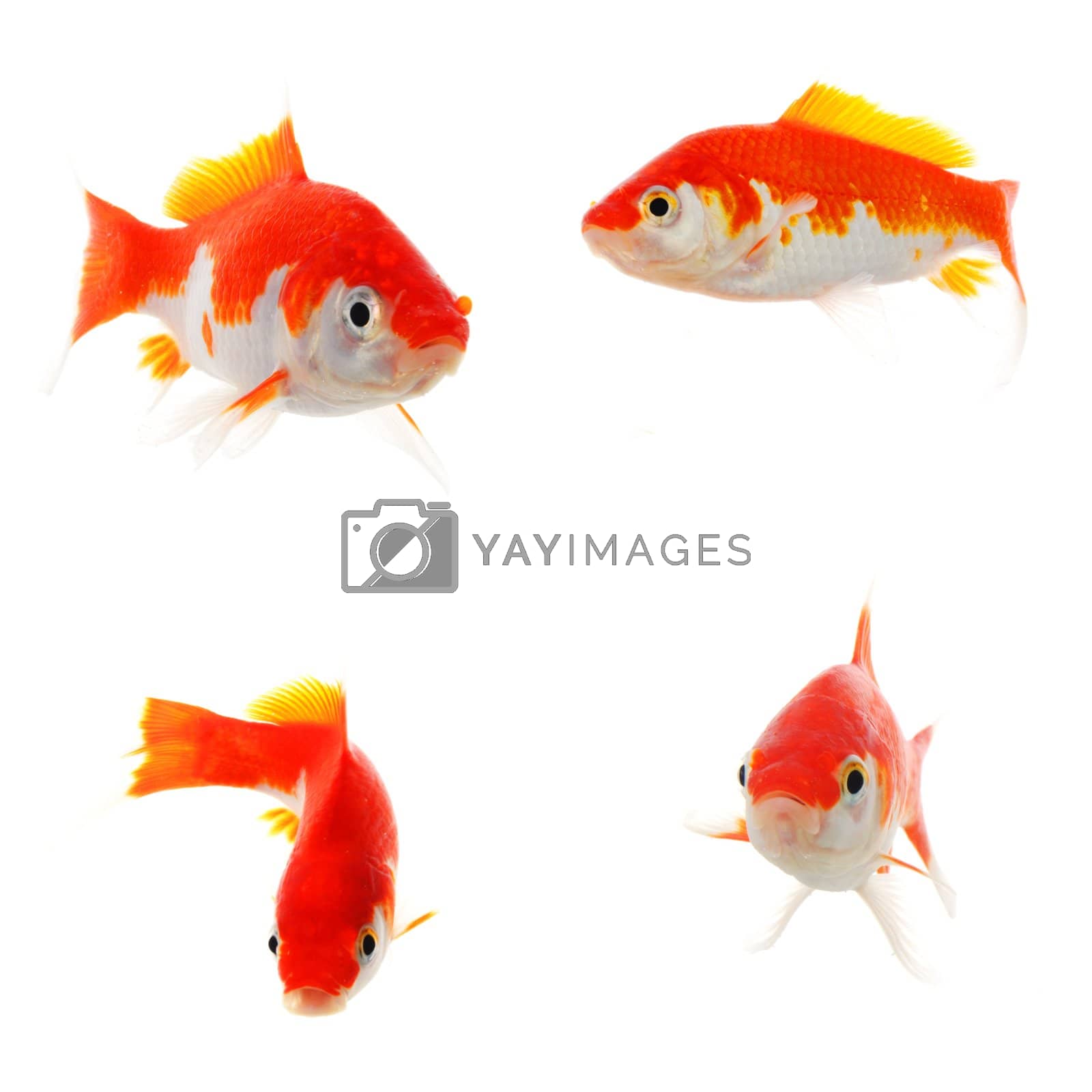 Royalty free image of goldfish by gunnar3000