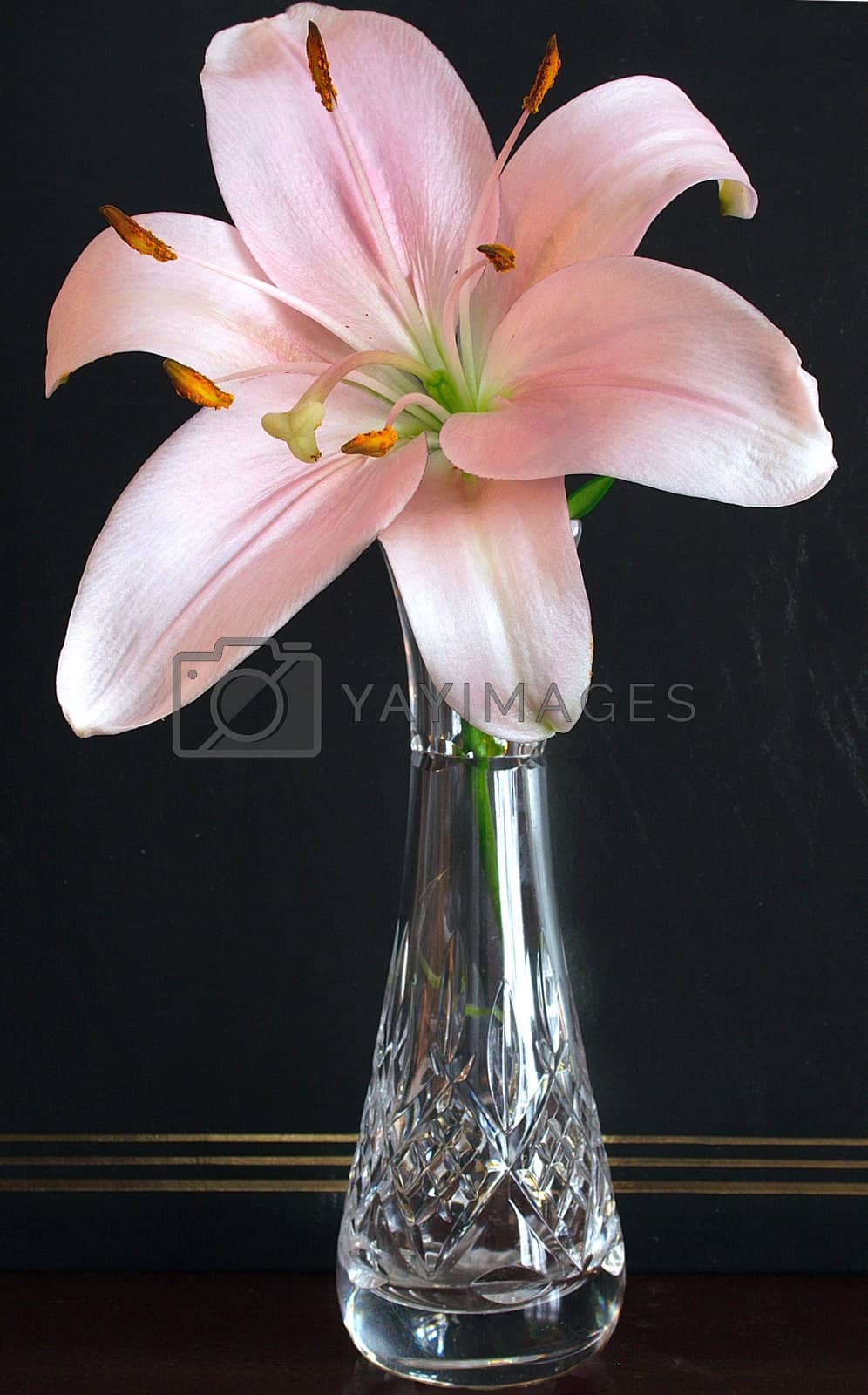 Royalty free image of pink lily by leafy