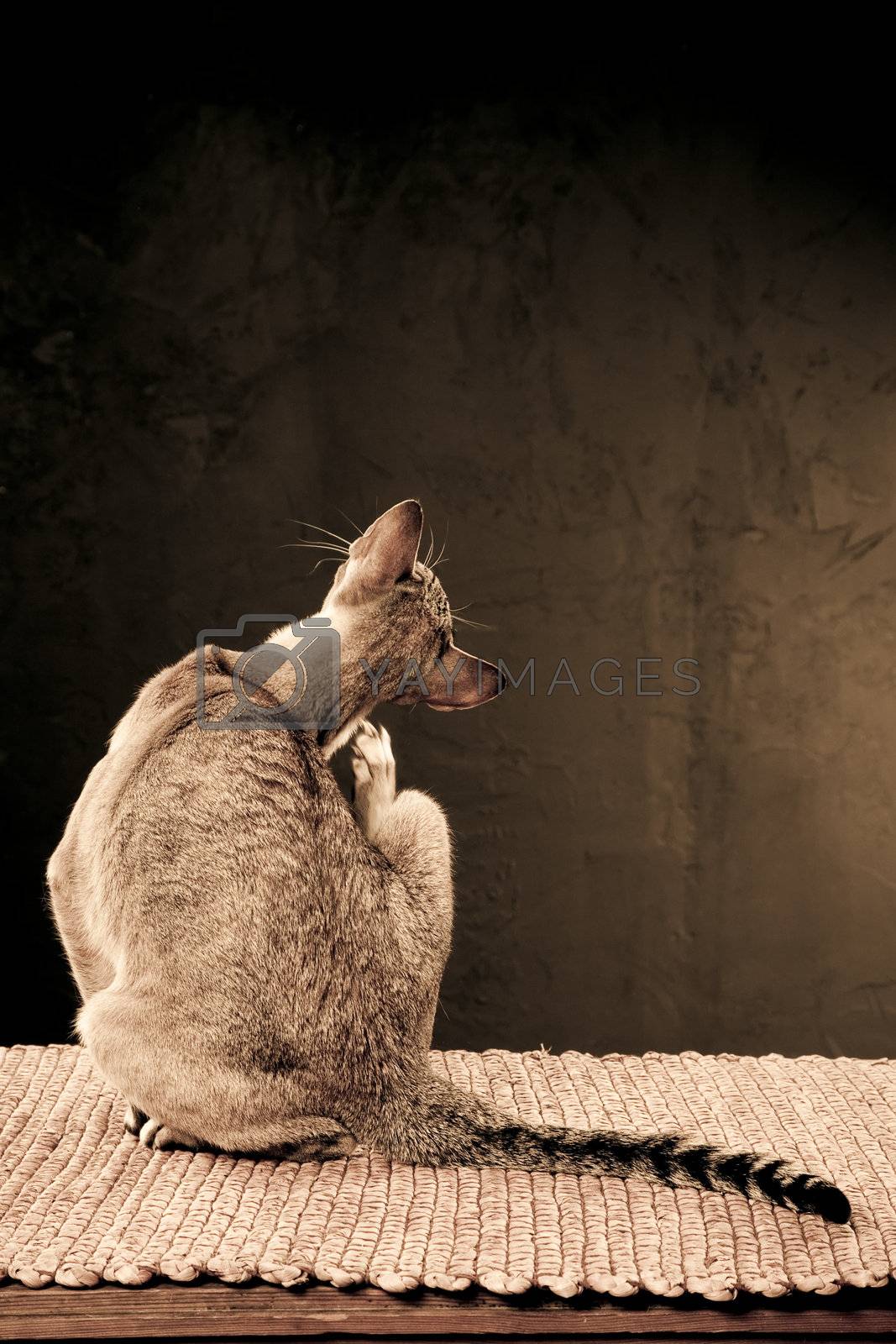 Royalty free image of Cats back by mjp