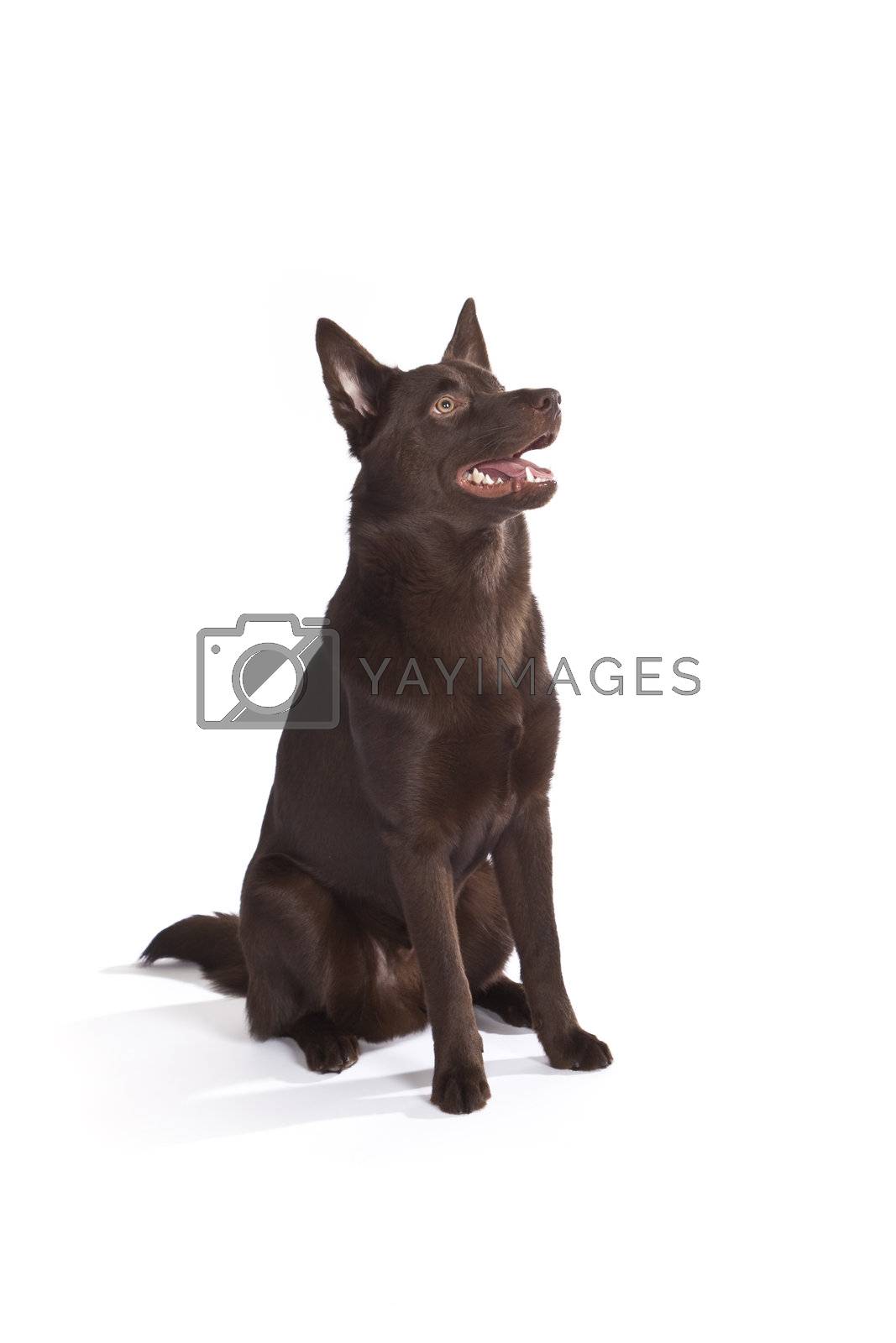 Royalty free image of Cute and funny australian Kelpie by mjp