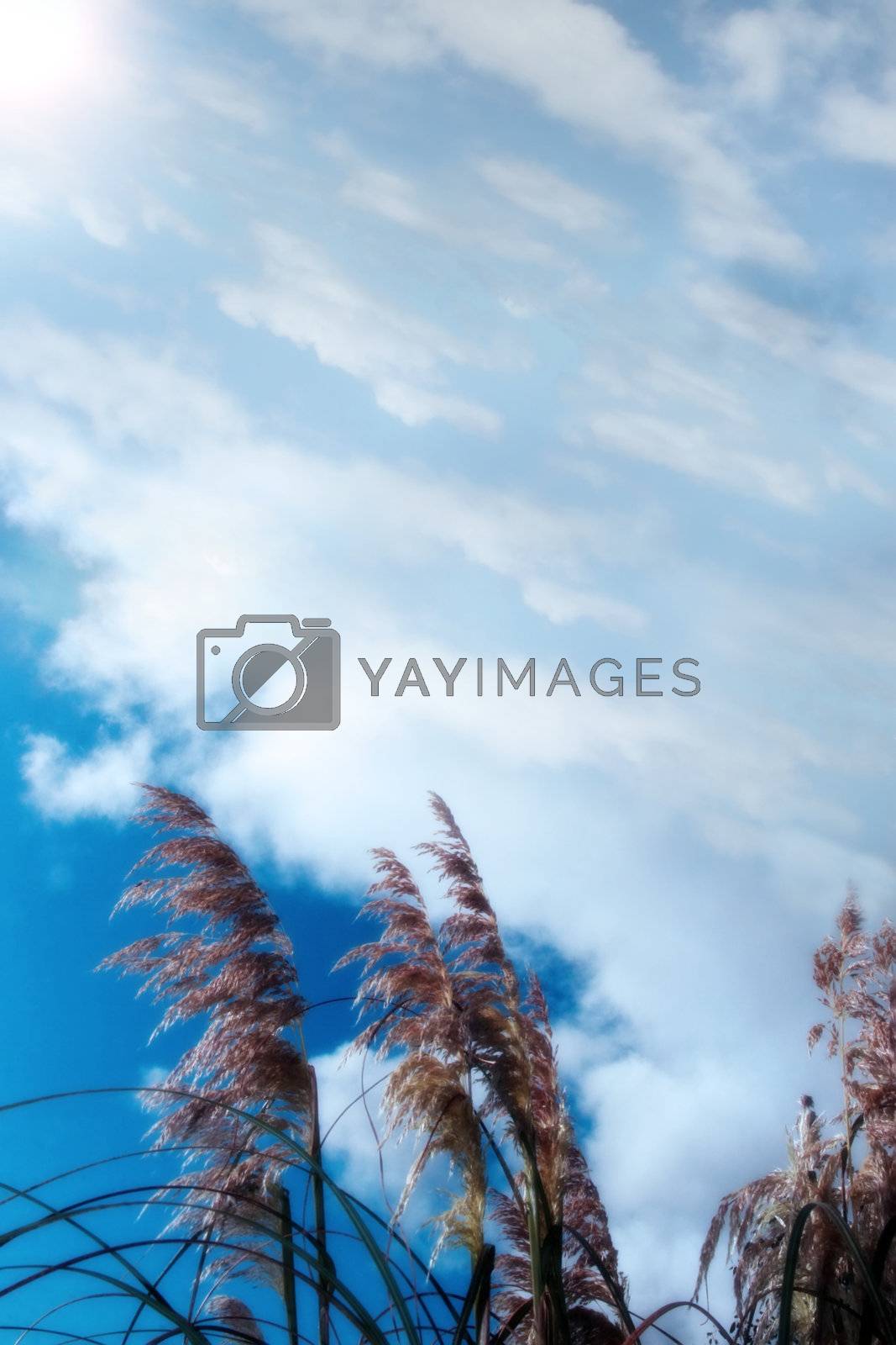 Royalty free image of tall grass by morrbyte
