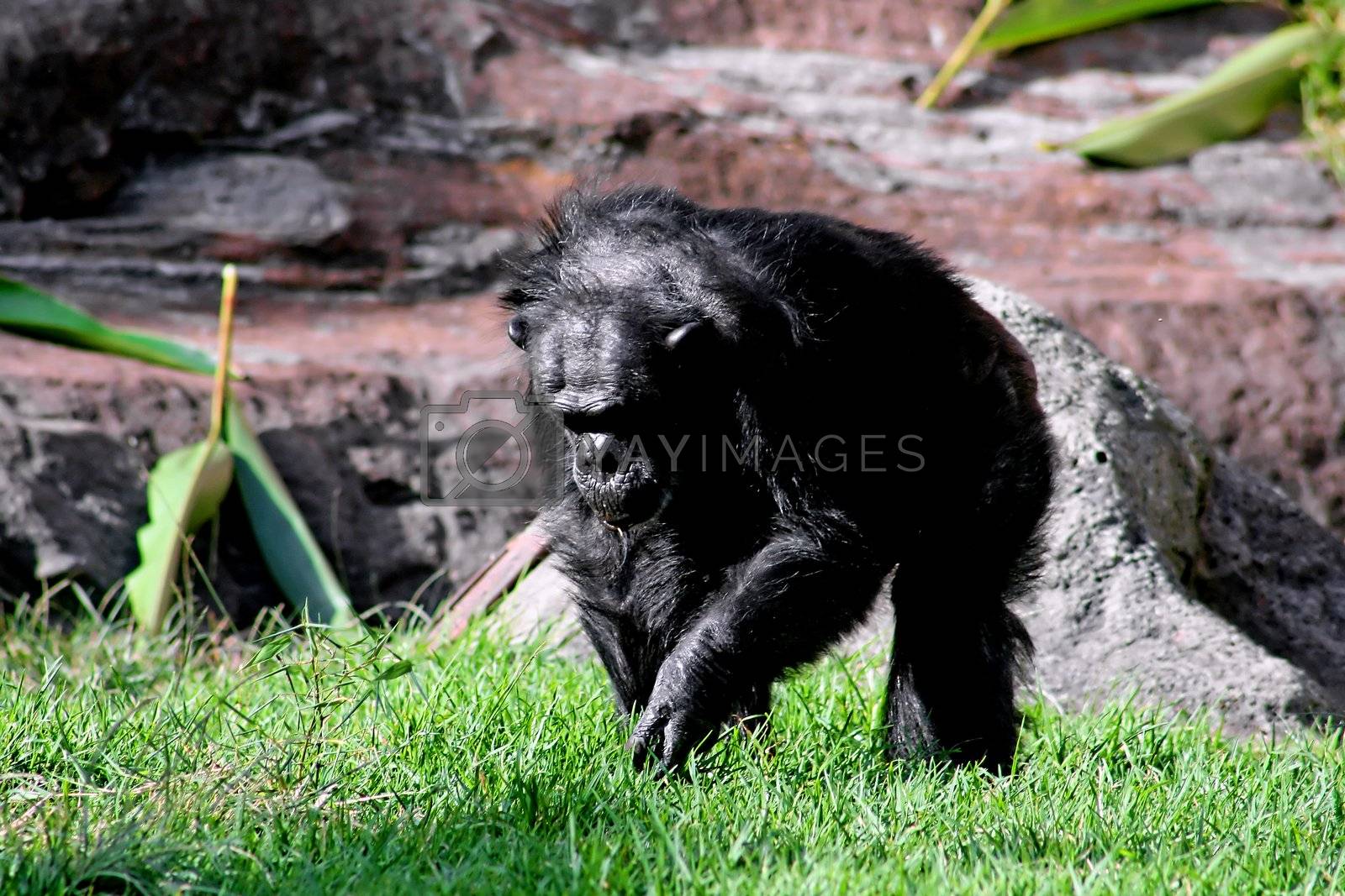 Royalty free image of Chimp by rogerrosentreter