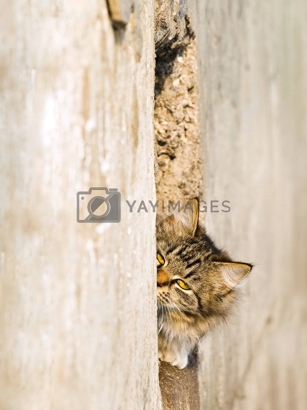 Royalty free image of cat by SNR