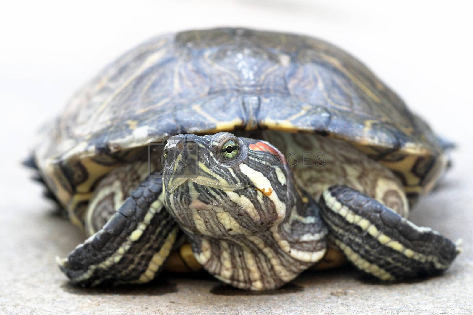Royalty free image of Animal, turtle, reptile, by xps