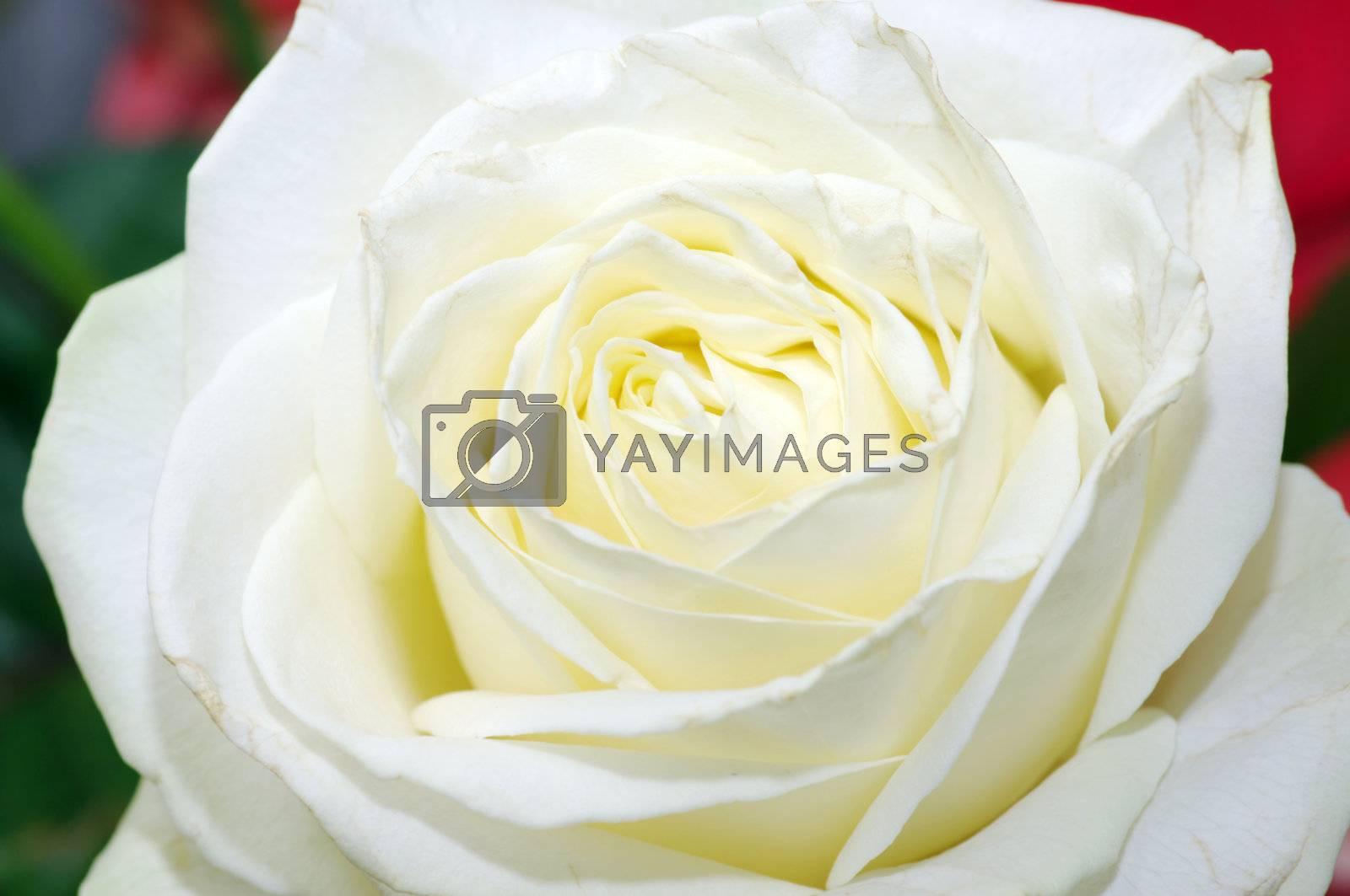 Royalty free image of White rose close up by dolnikow