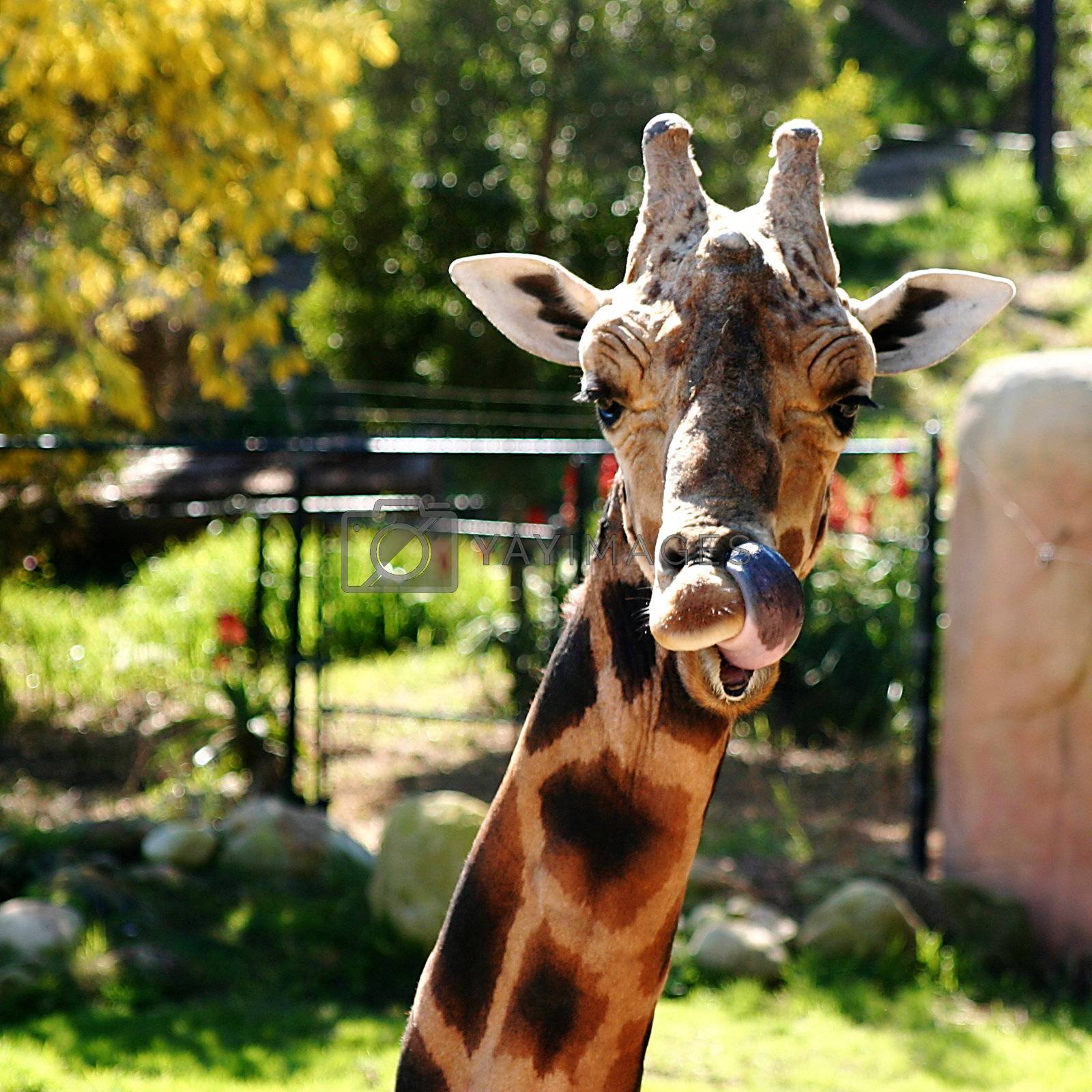 Royalty free image of Baringo Giraffe (4765) by hlehnerer