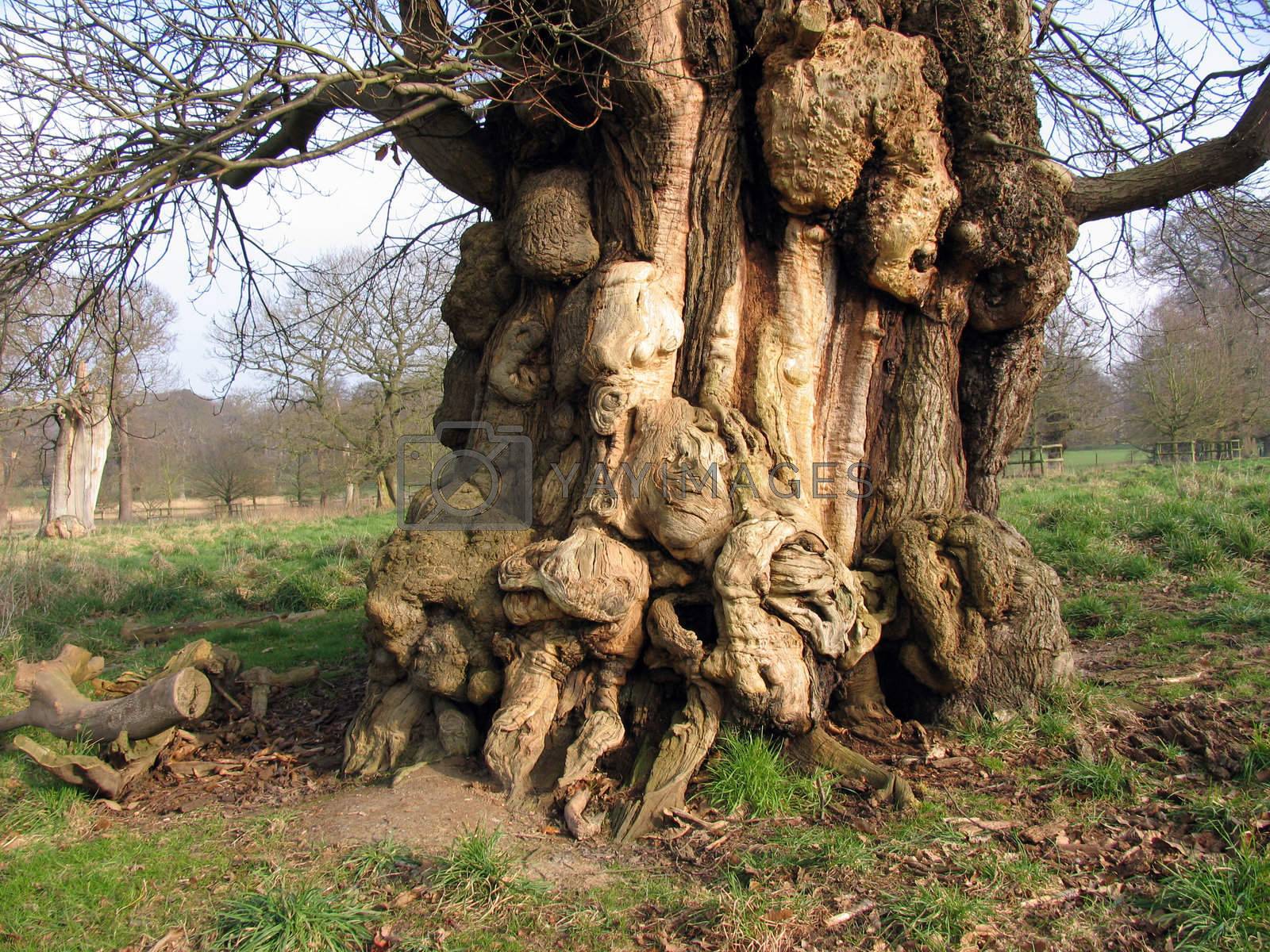Royalty free image of Scary Tree  by runamock