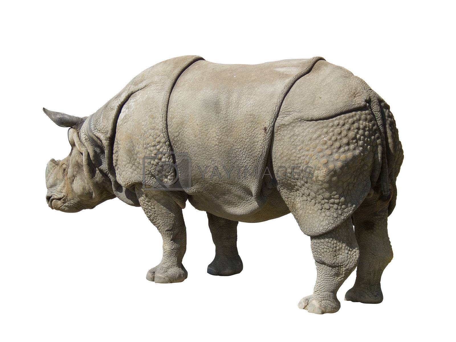 Royalty free image of rhinoceros isolated on white background by PauloResende