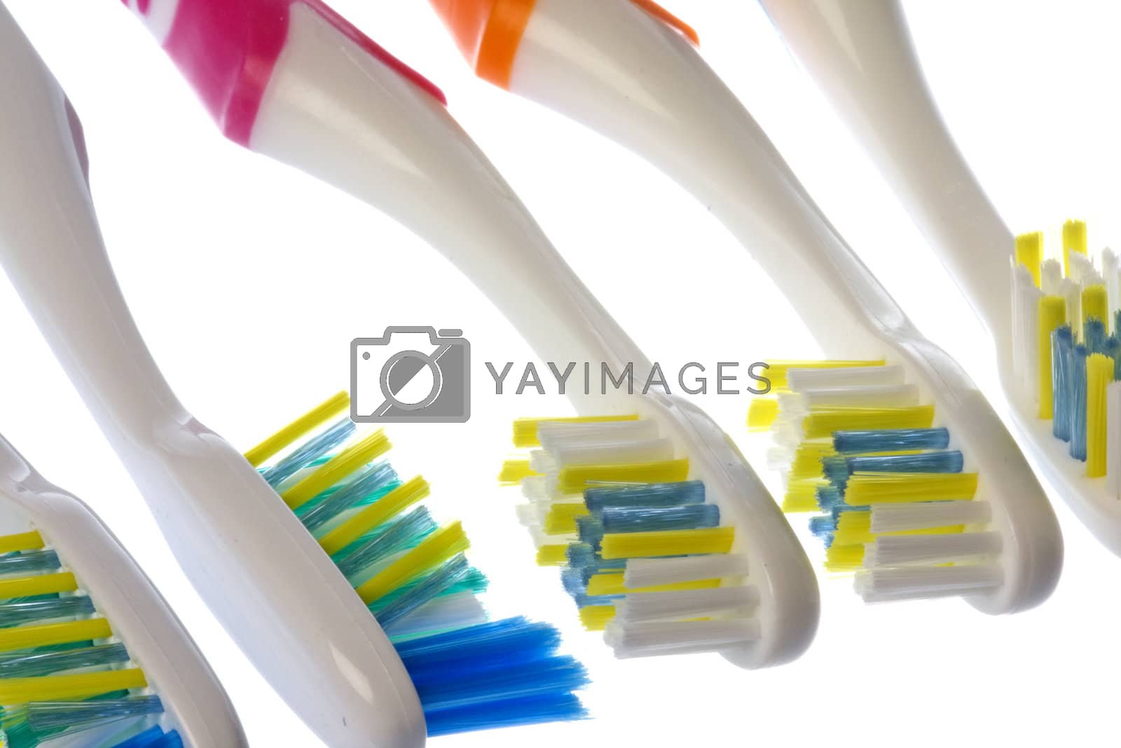 Royalty free image of Toothbrushes Macro Isolated by shariffc