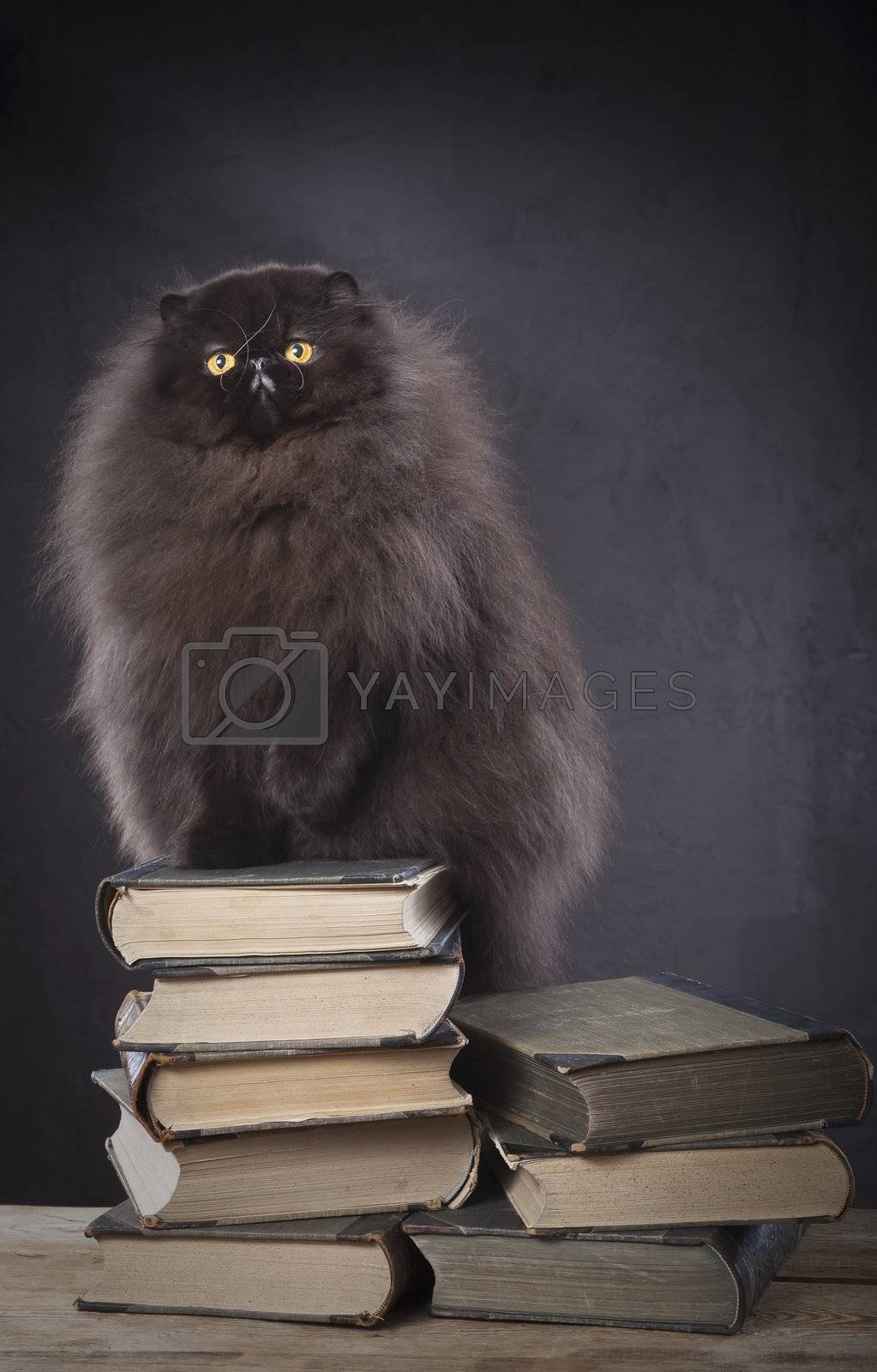 Royalty free image of Long haired persian cat on the top of book pile by mjp