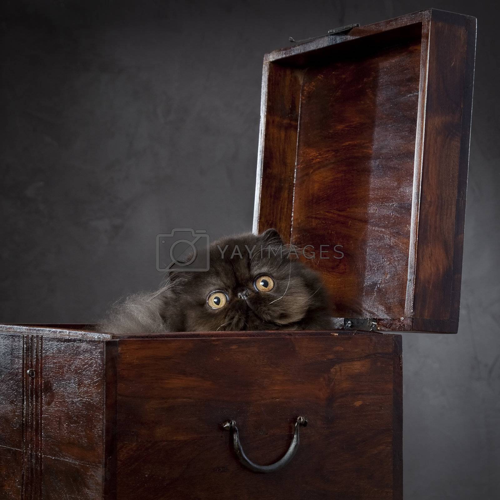Royalty free image of Long haired persian cat in the wooden box by mjp