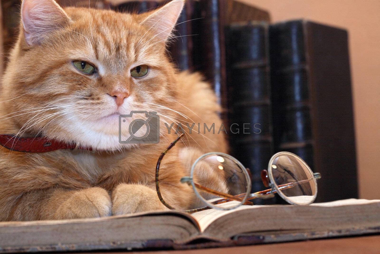 Royalty free image of Clever Cat by kvkirillov