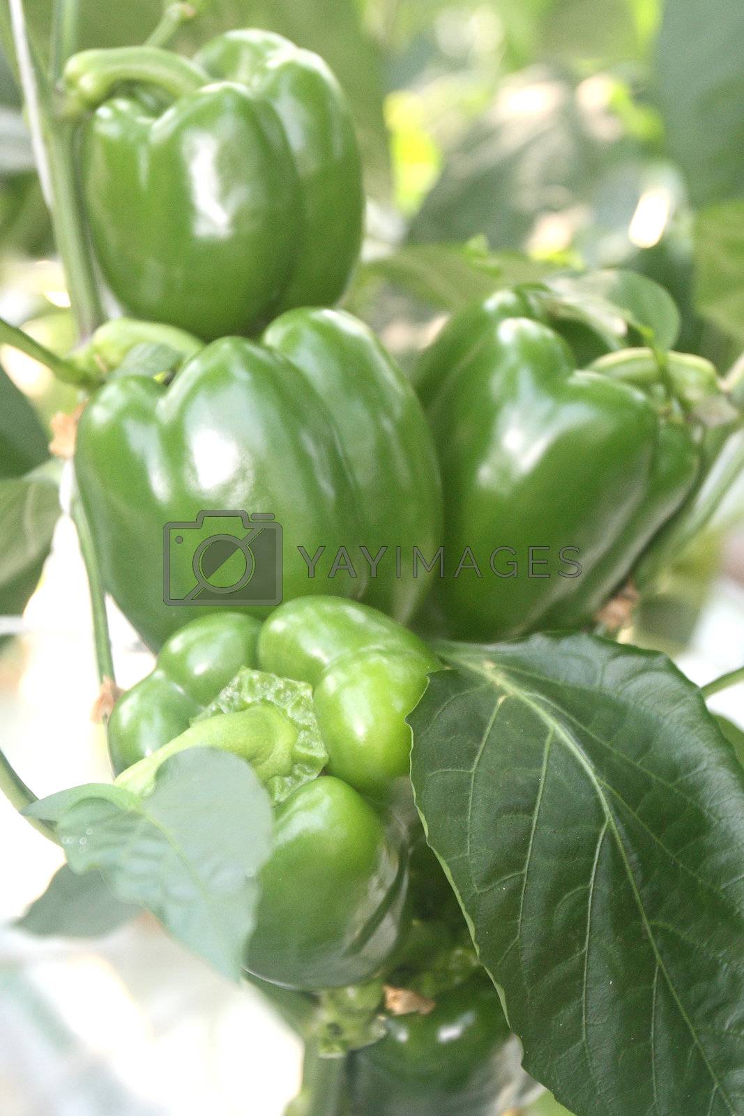 Royalty free image of Green peppers growing by shcheglov