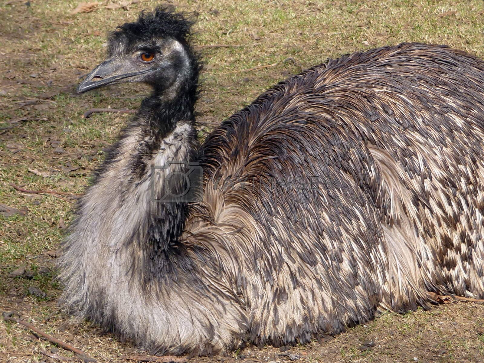 Royalty free image of Ostrich emu by tomatto