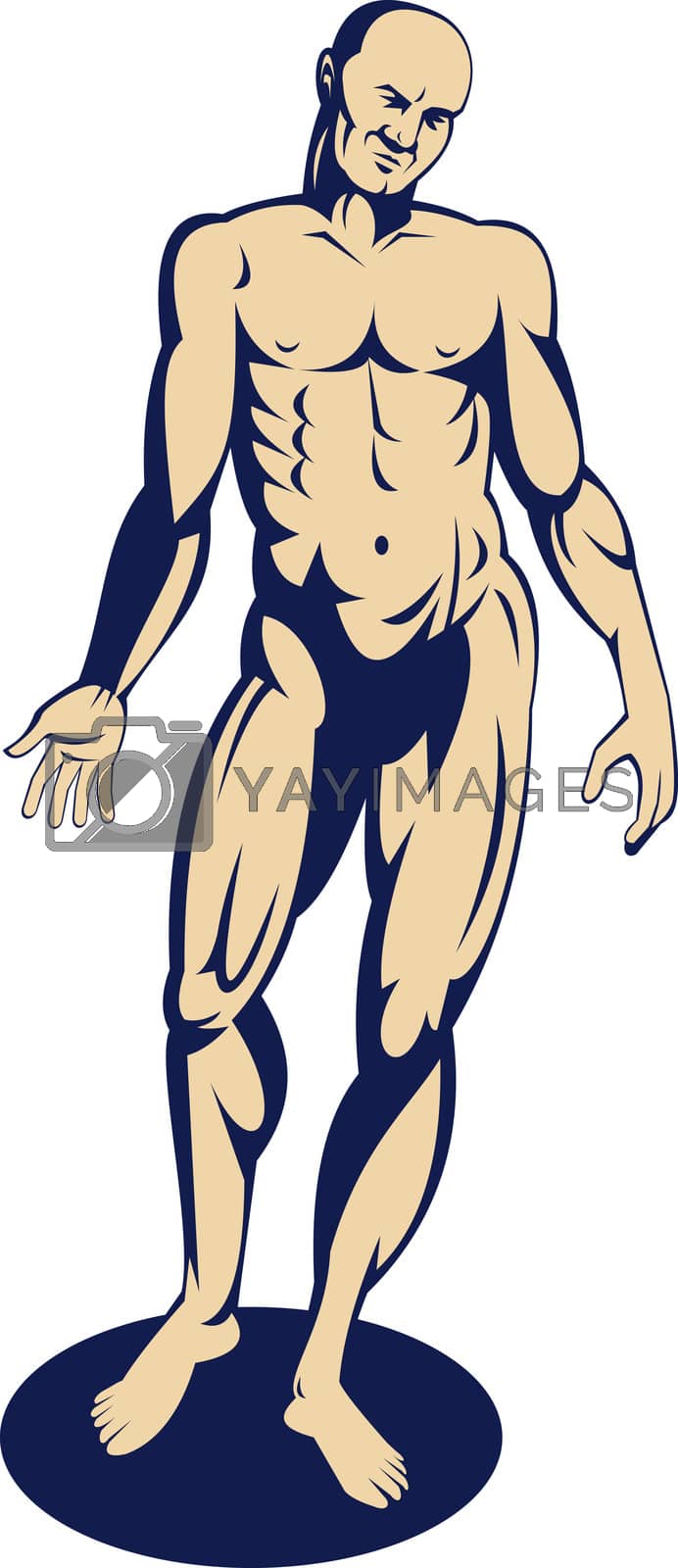 Royalty free image of male human anatomy standing  by patrimonio