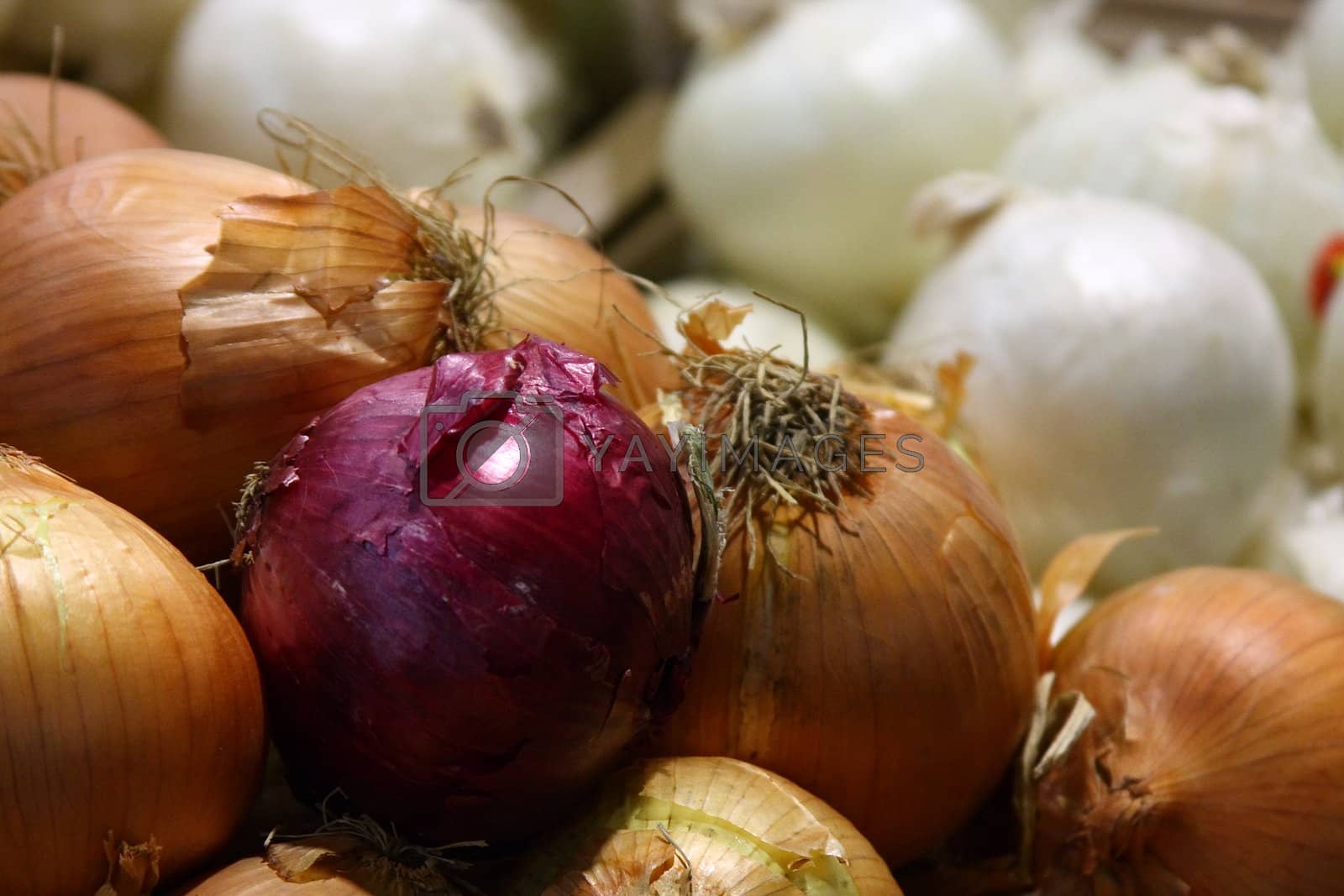 Royalty free image of Fresh Onions by dersankt