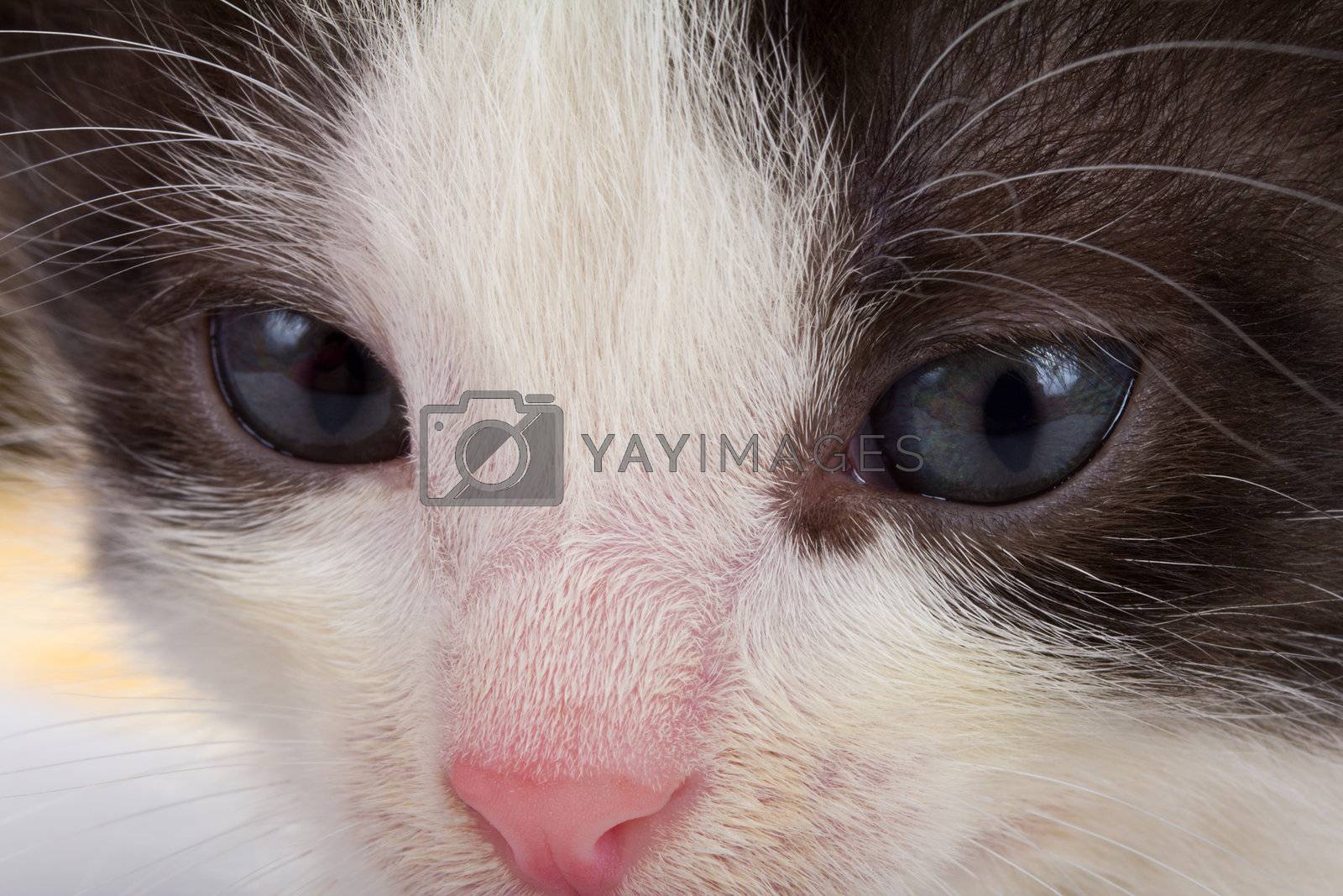 Royalty free image of kitten's muzzle by Alekcey