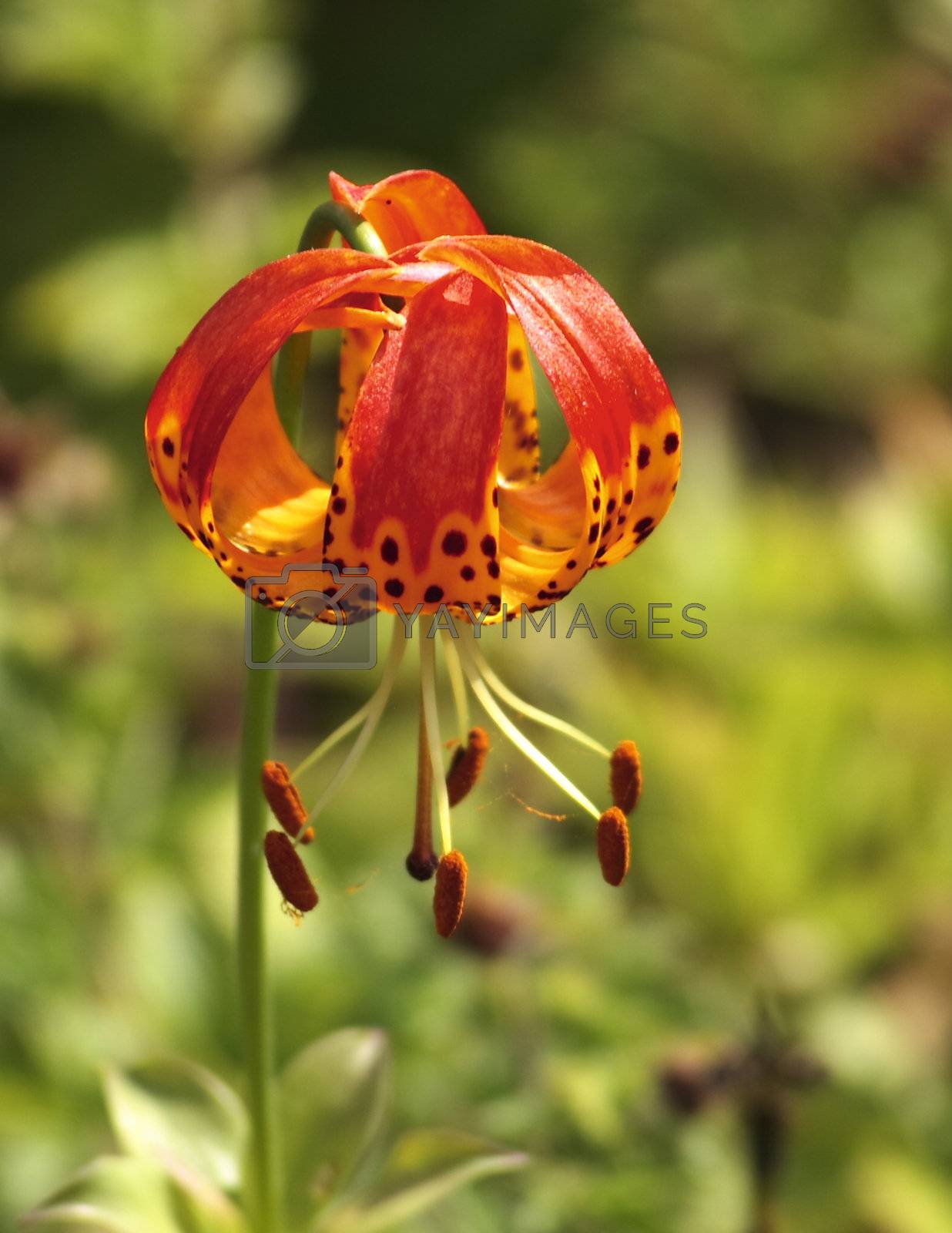 Royalty free image of lilium pardalinum by leafy
