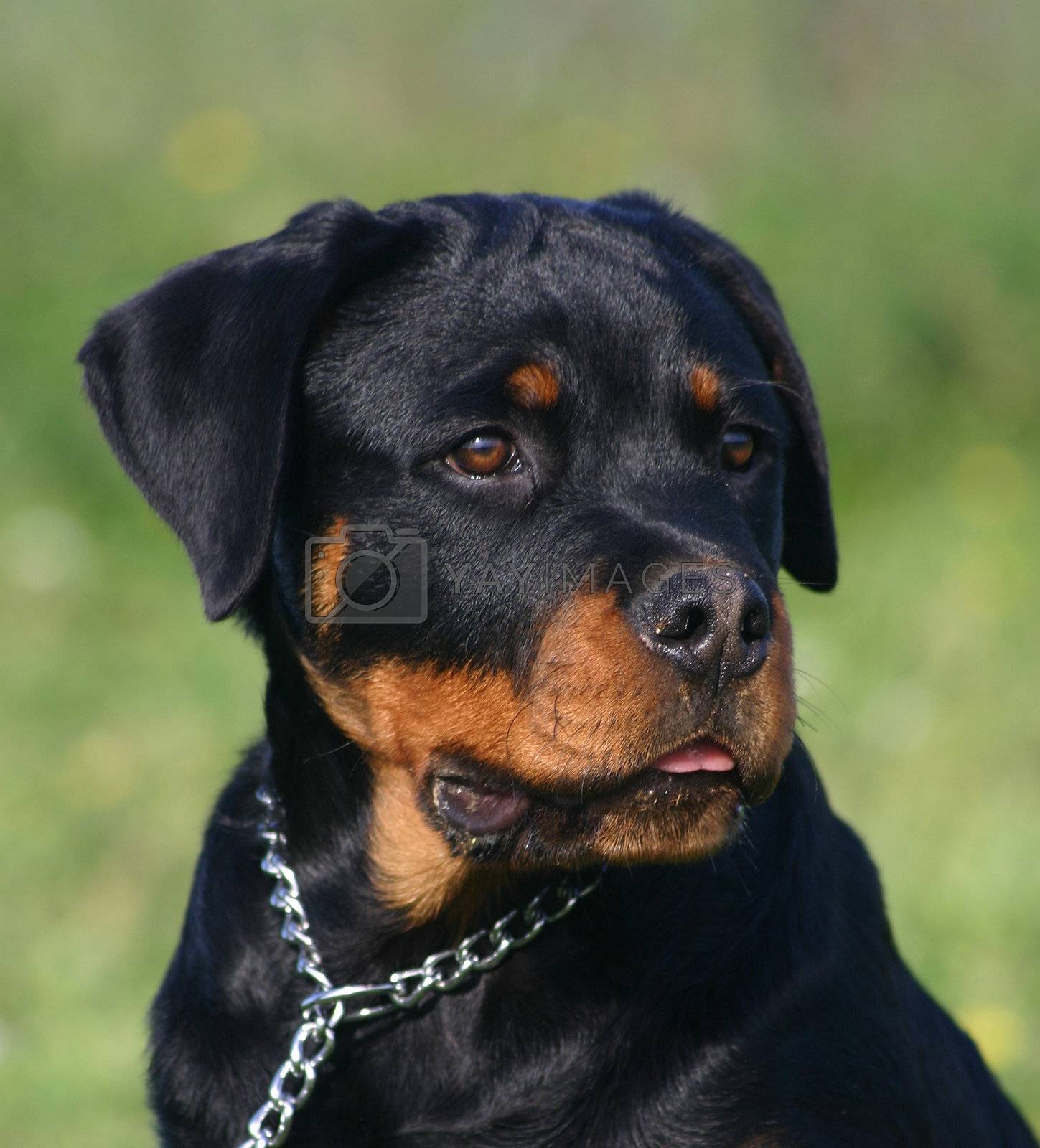 puppy rottweiler Royalty Free Stock Image | Stock Photos ...