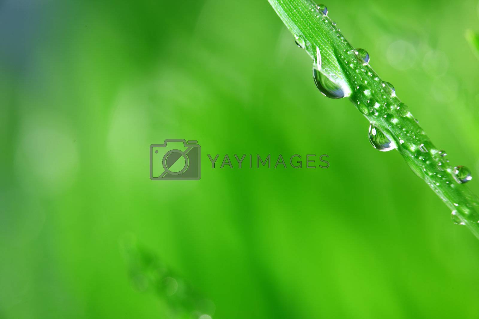 Royalty free image of big water drop by Yellowj